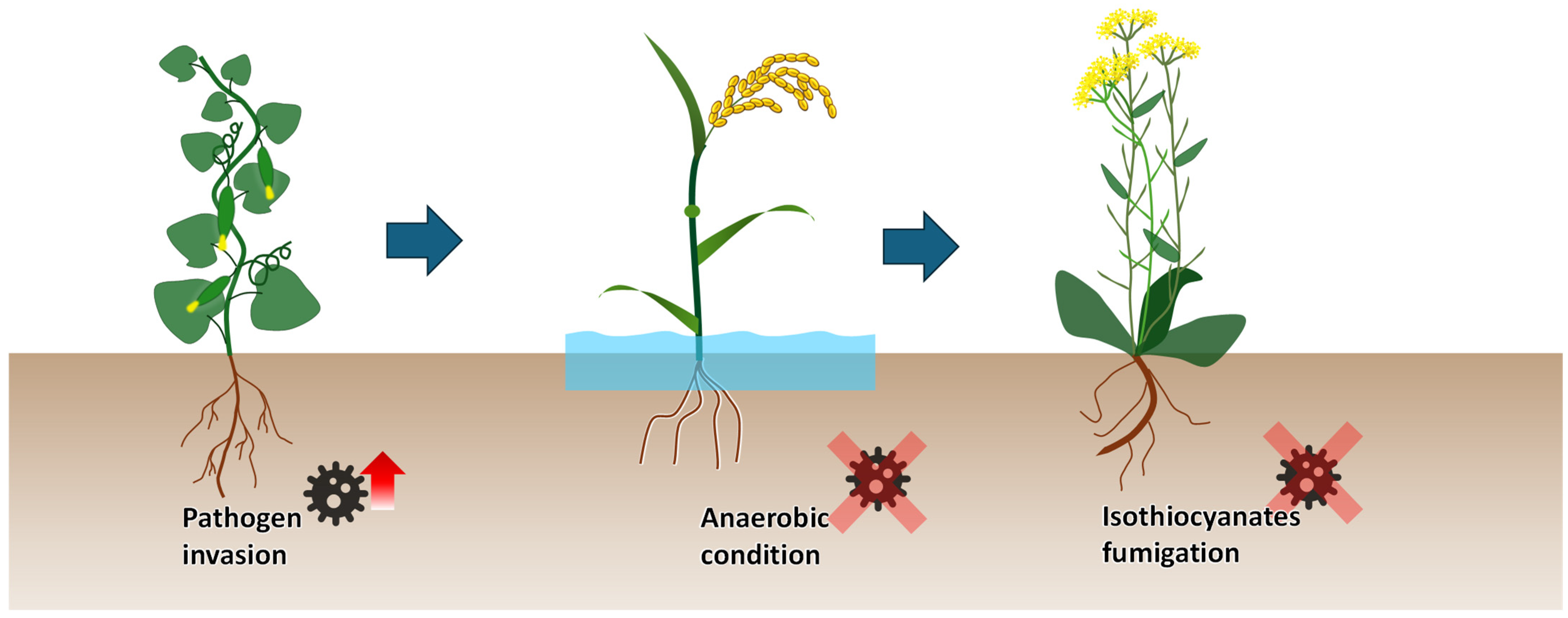 Plants 13 02885 g003
