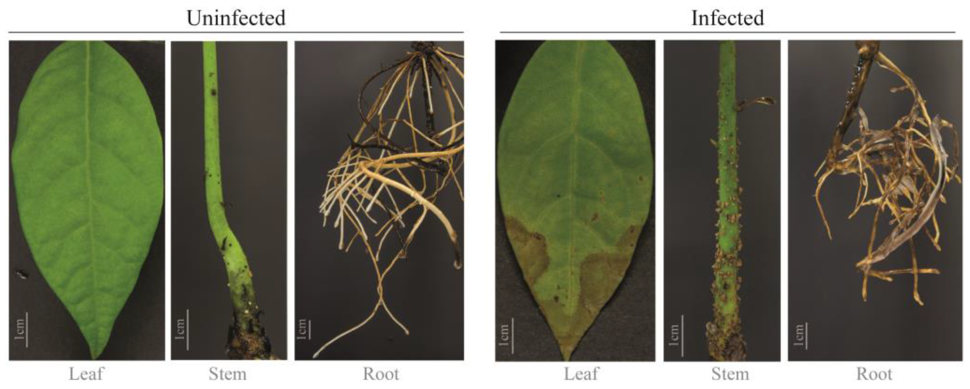 Plants 13 02886 g001