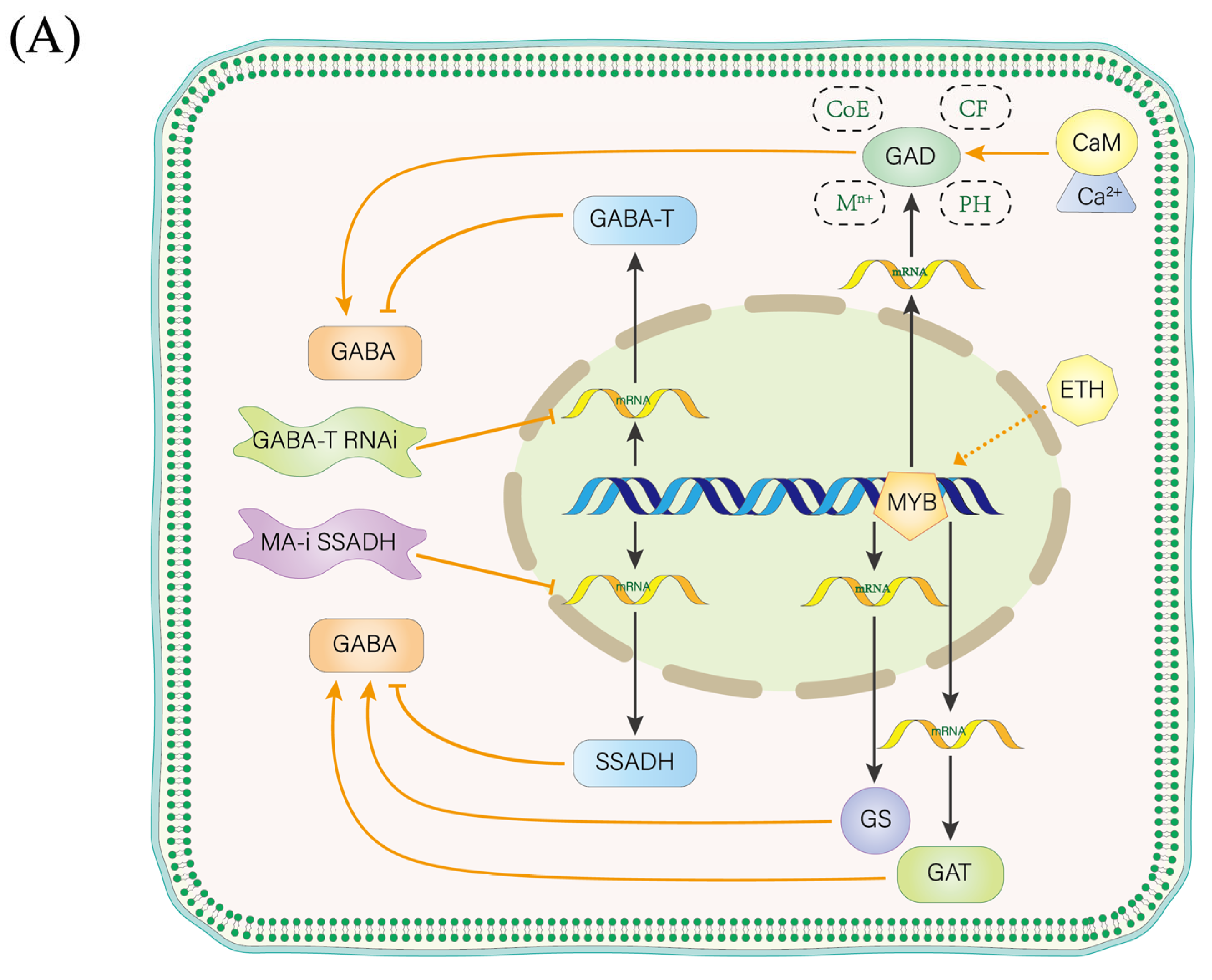 Plants 13 02891 g002a
