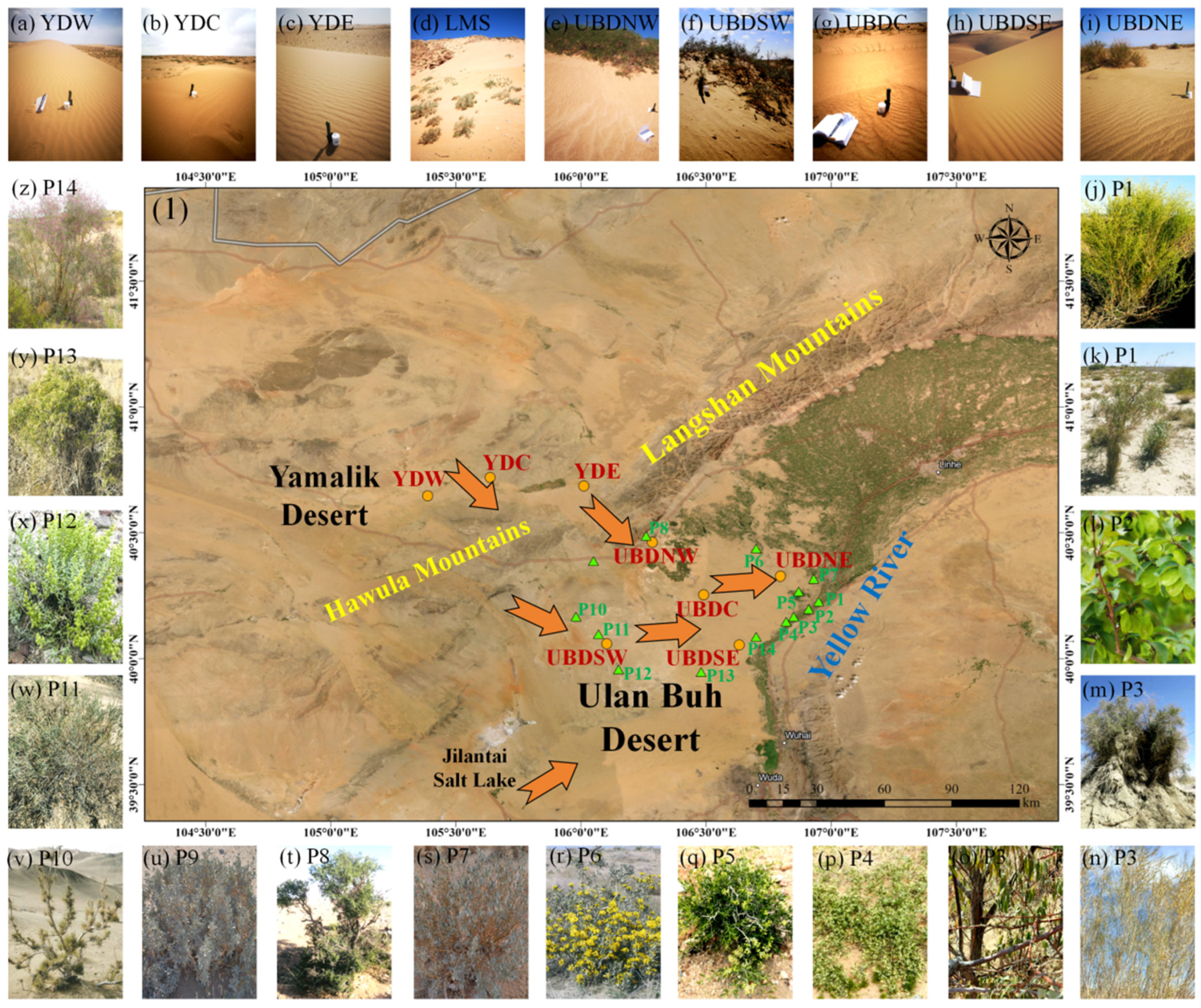 Plants 13 02898 g009