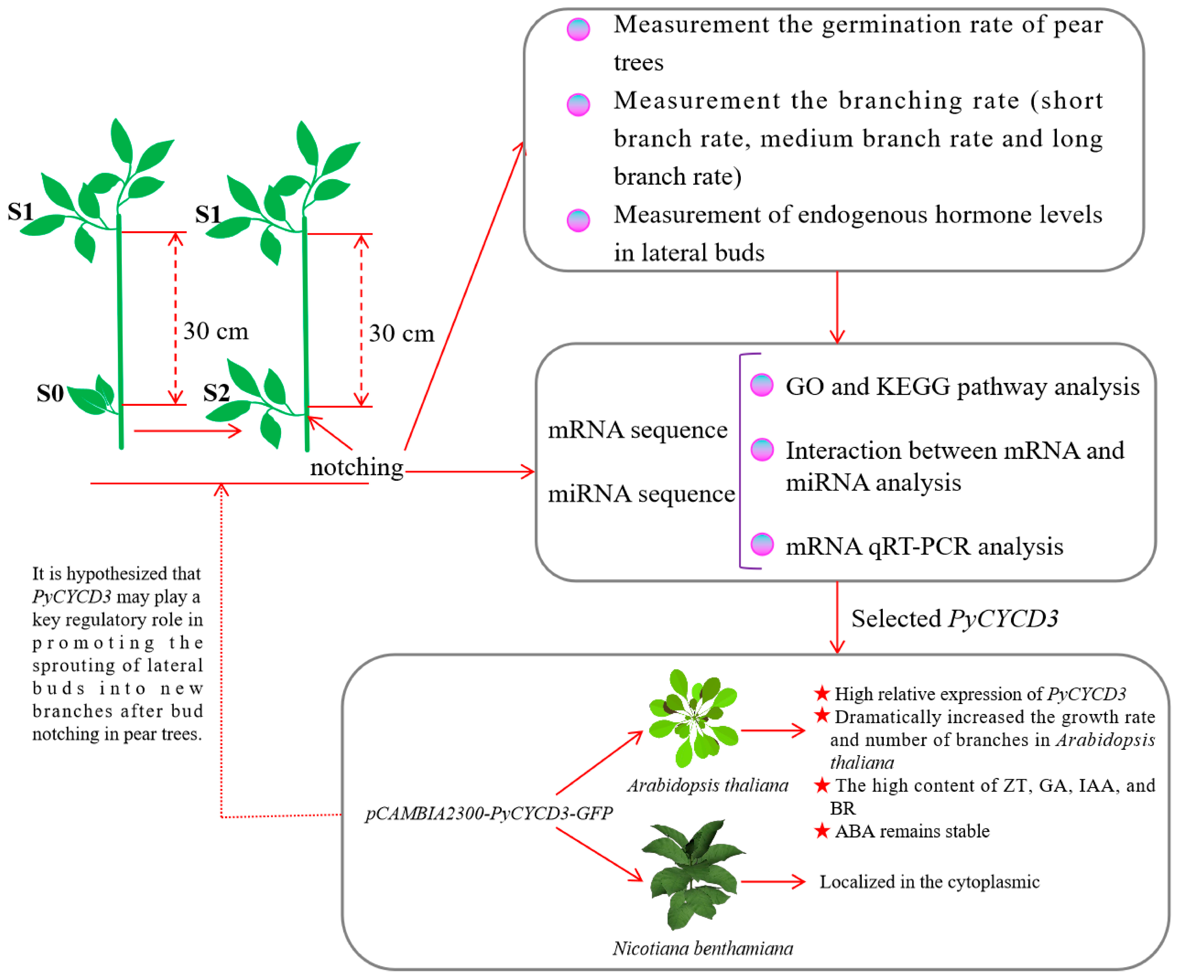 Plants 13 02928 g001