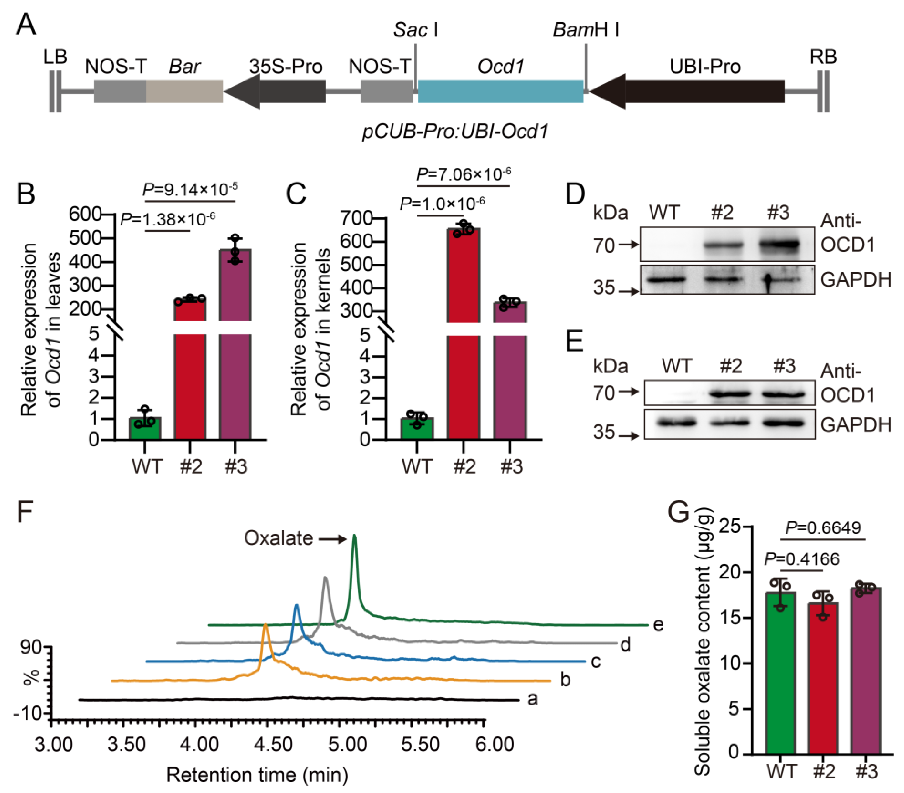 Plants 13 02950 g006