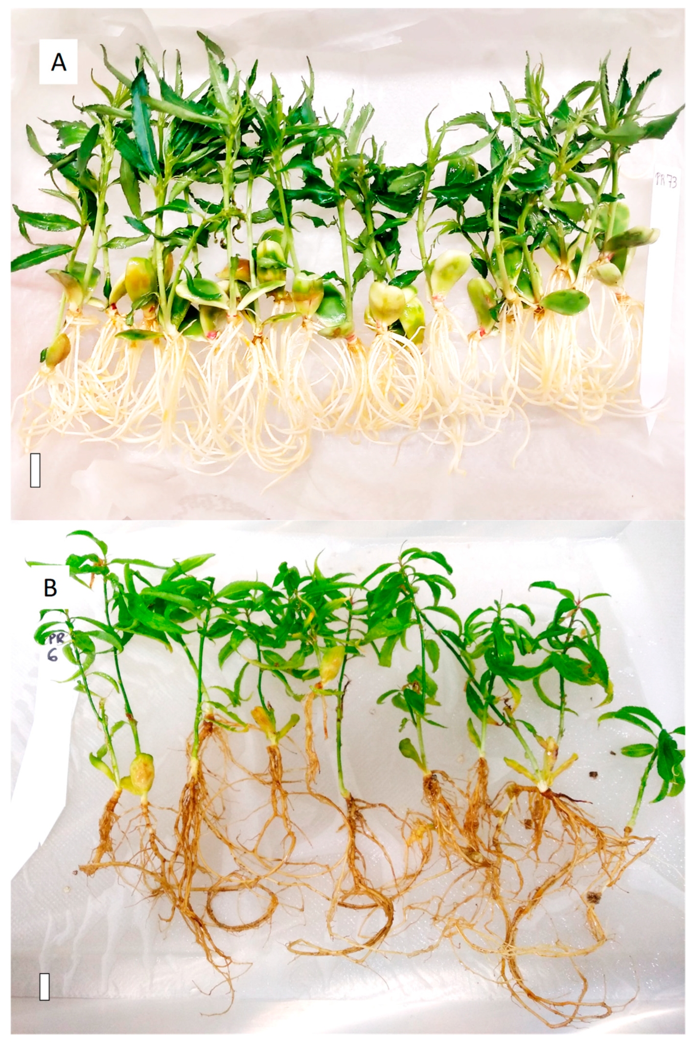 Plants 13 02953 g004