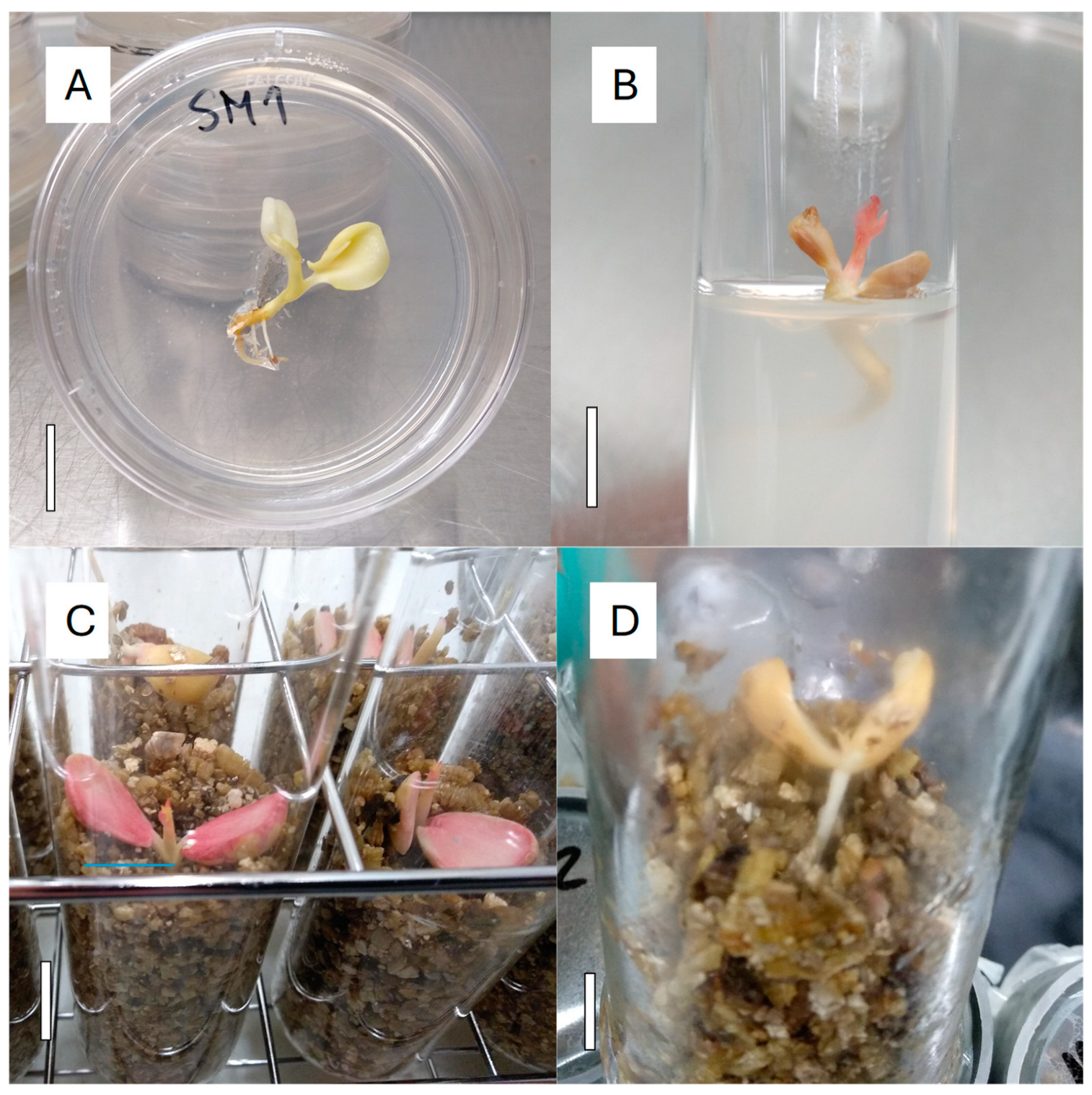 Plants 13 02953 g006