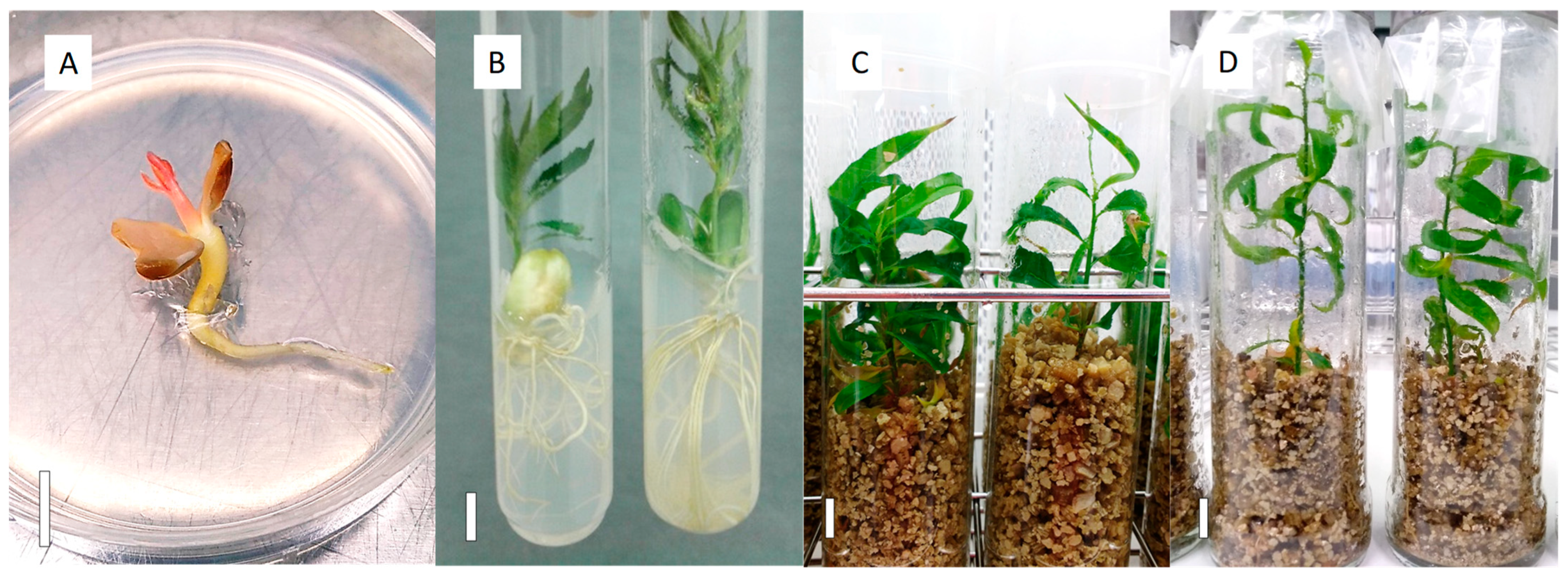 Plants 13 02953 g007