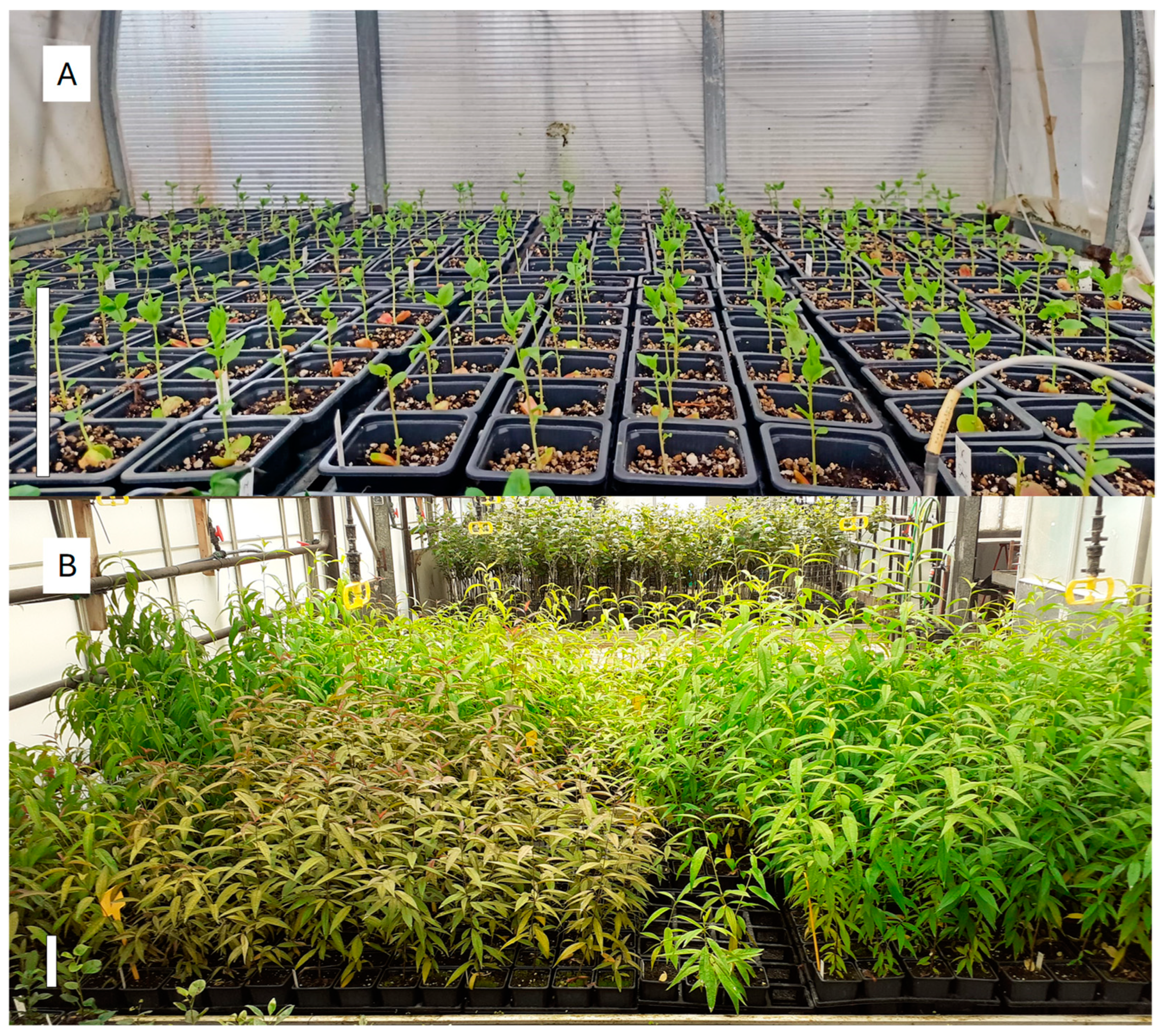 Plants 13 02953 g008