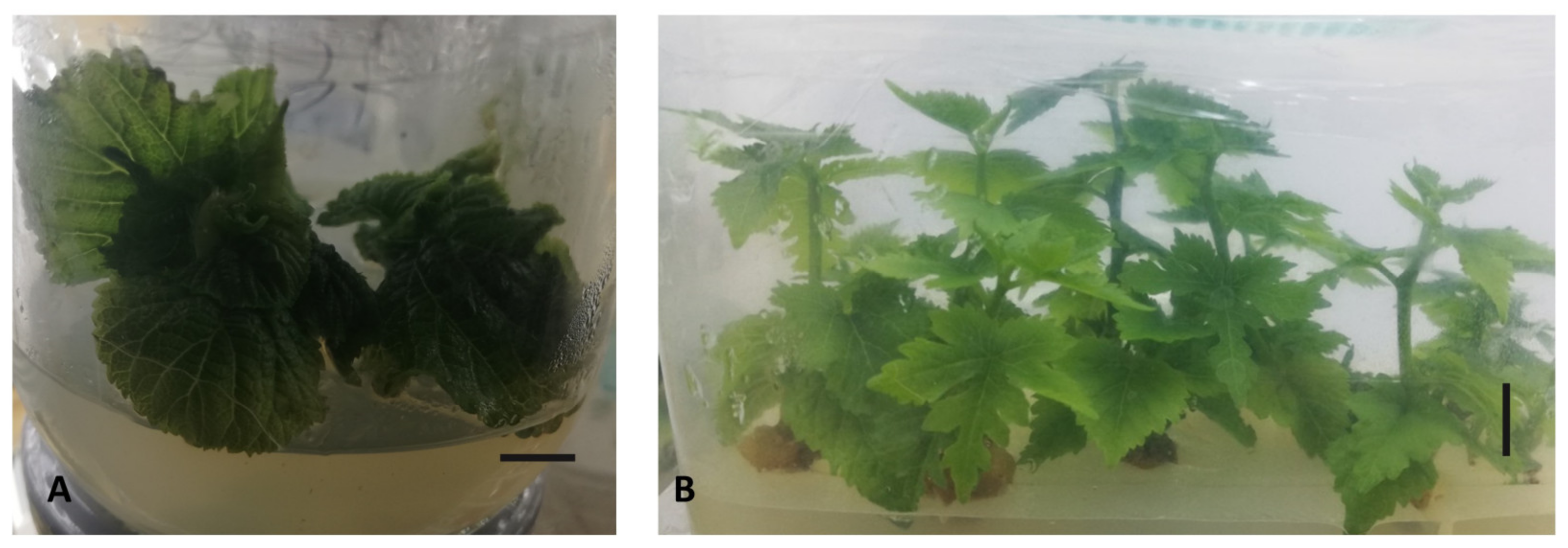 Plants 13 02959 g001