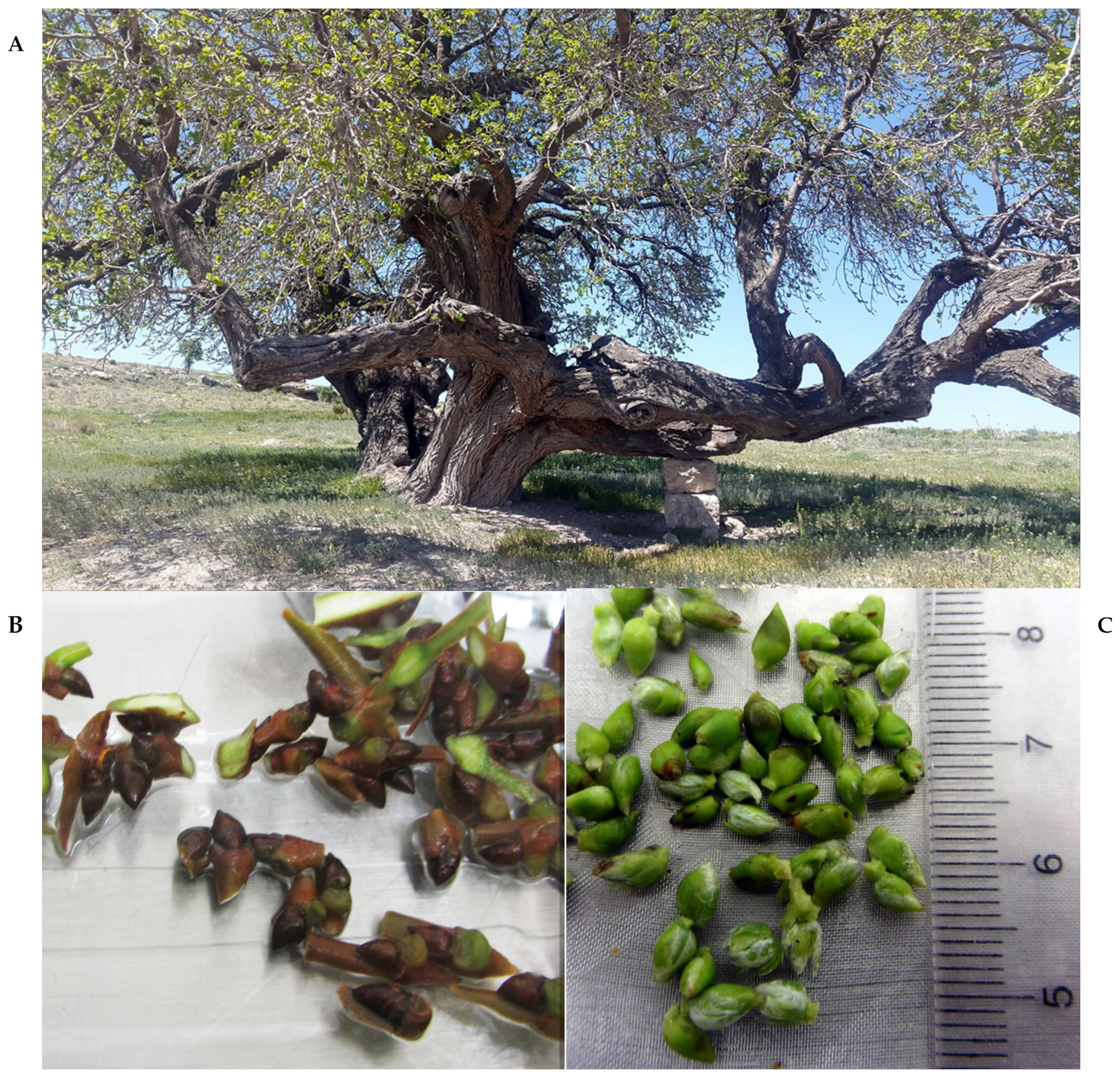 Plants 13 02959 g003