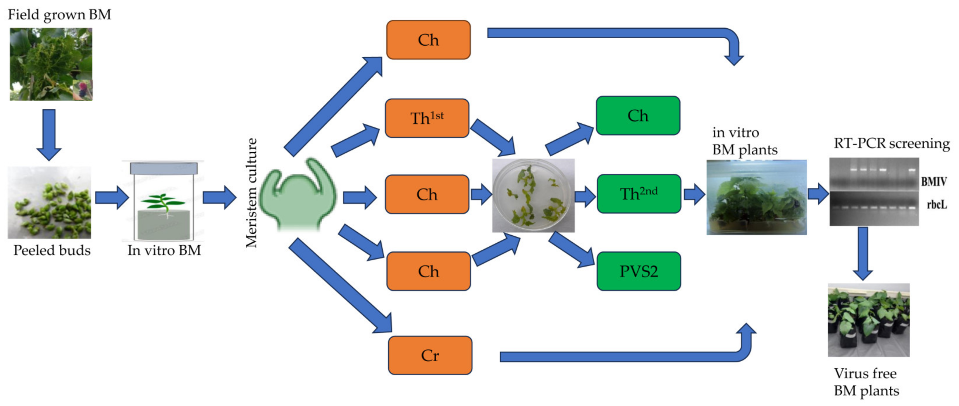 Plants 13 02959 g004