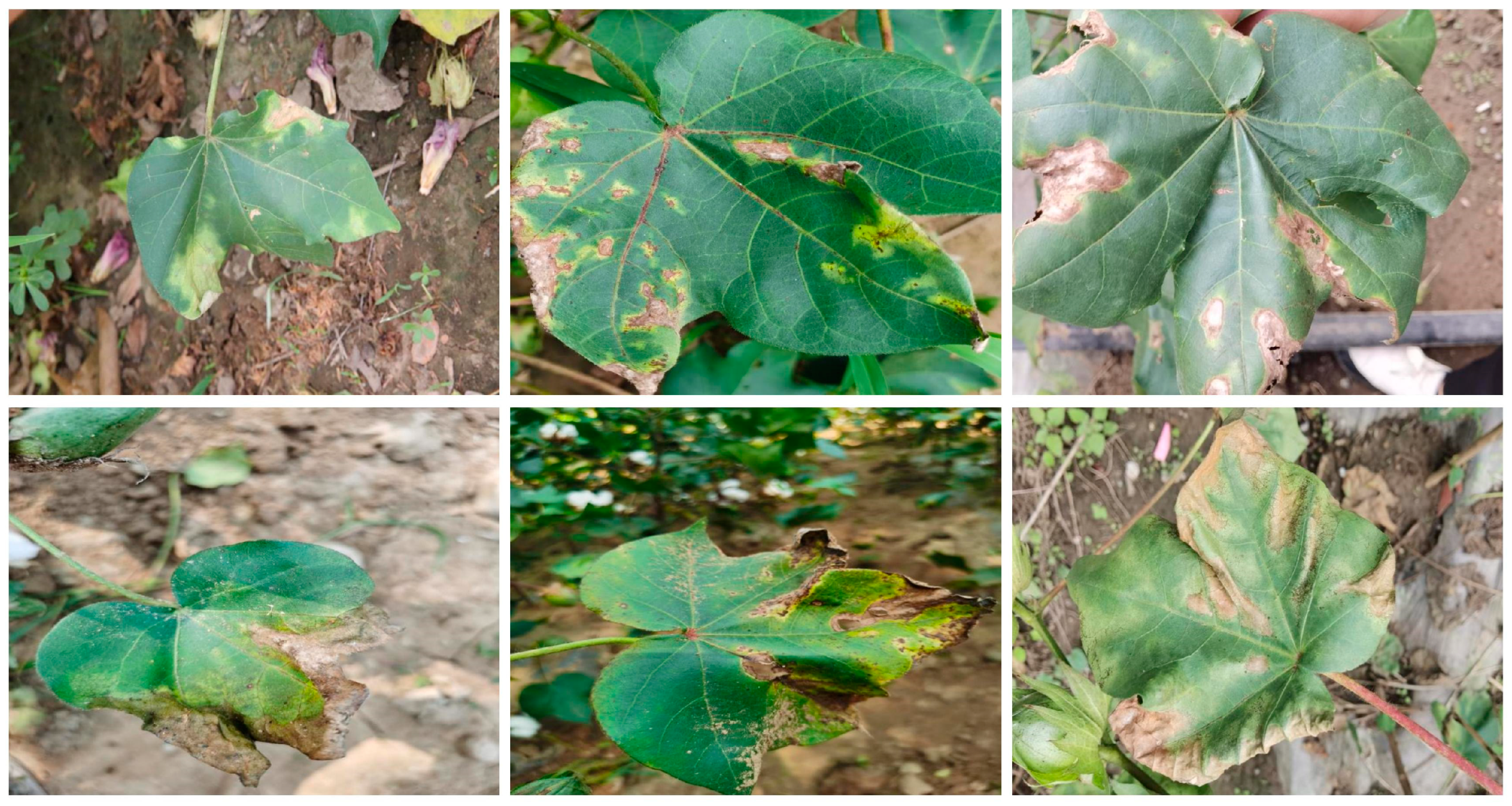 Plants 13 02960 g001