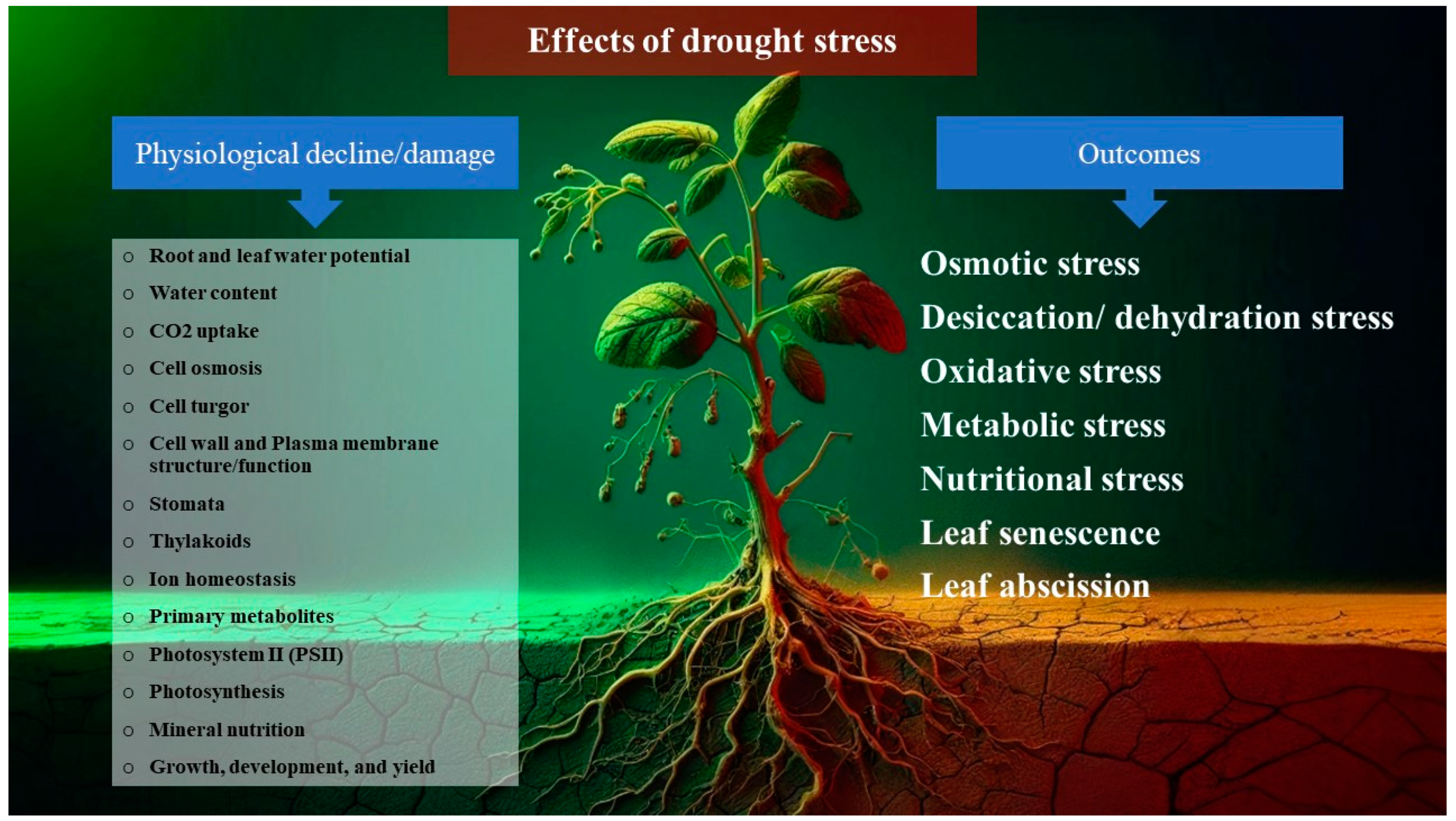 Plants 13 02962 g001 Plants 13 02962 g001