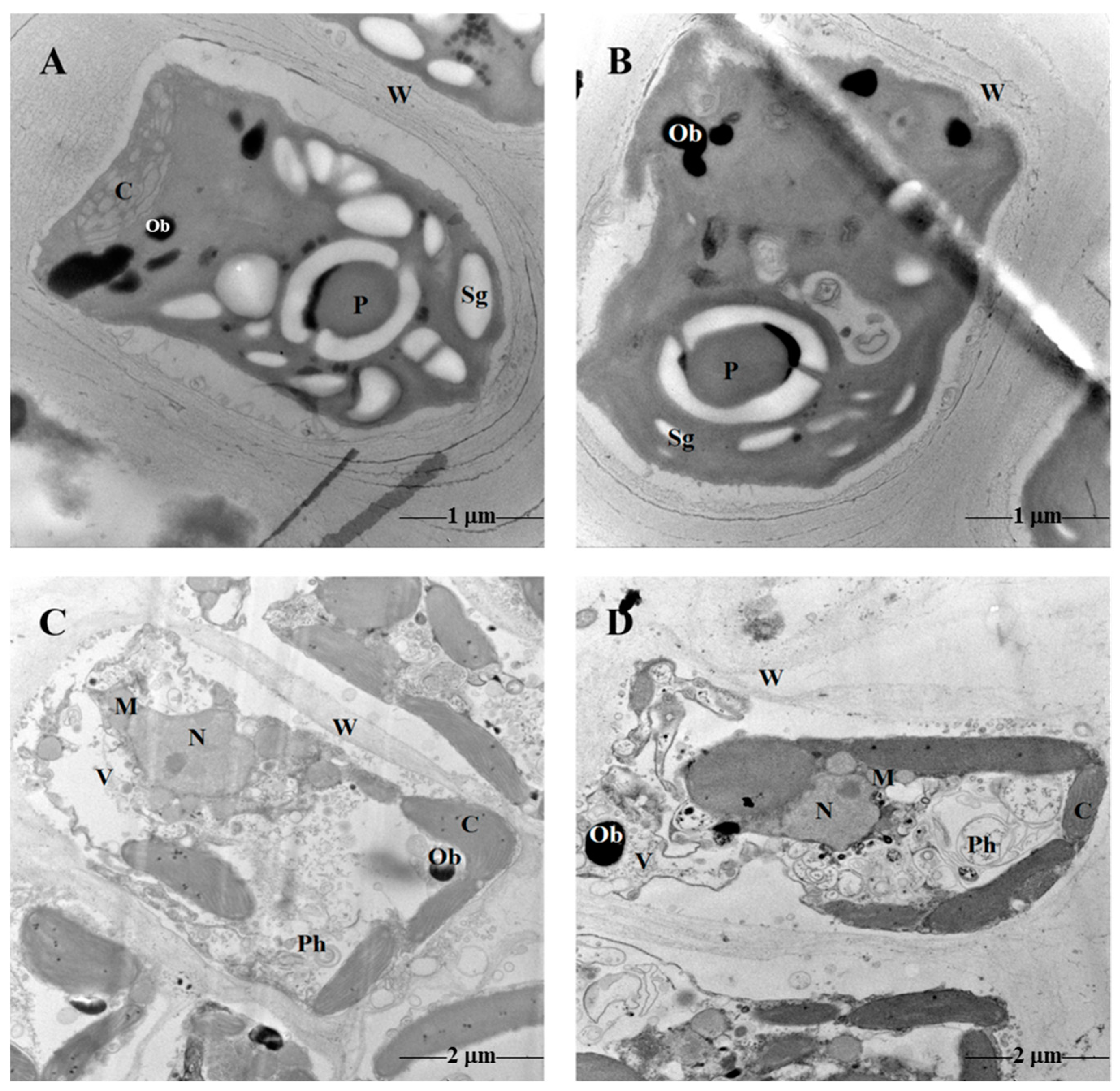 Plants 13 02966 g002