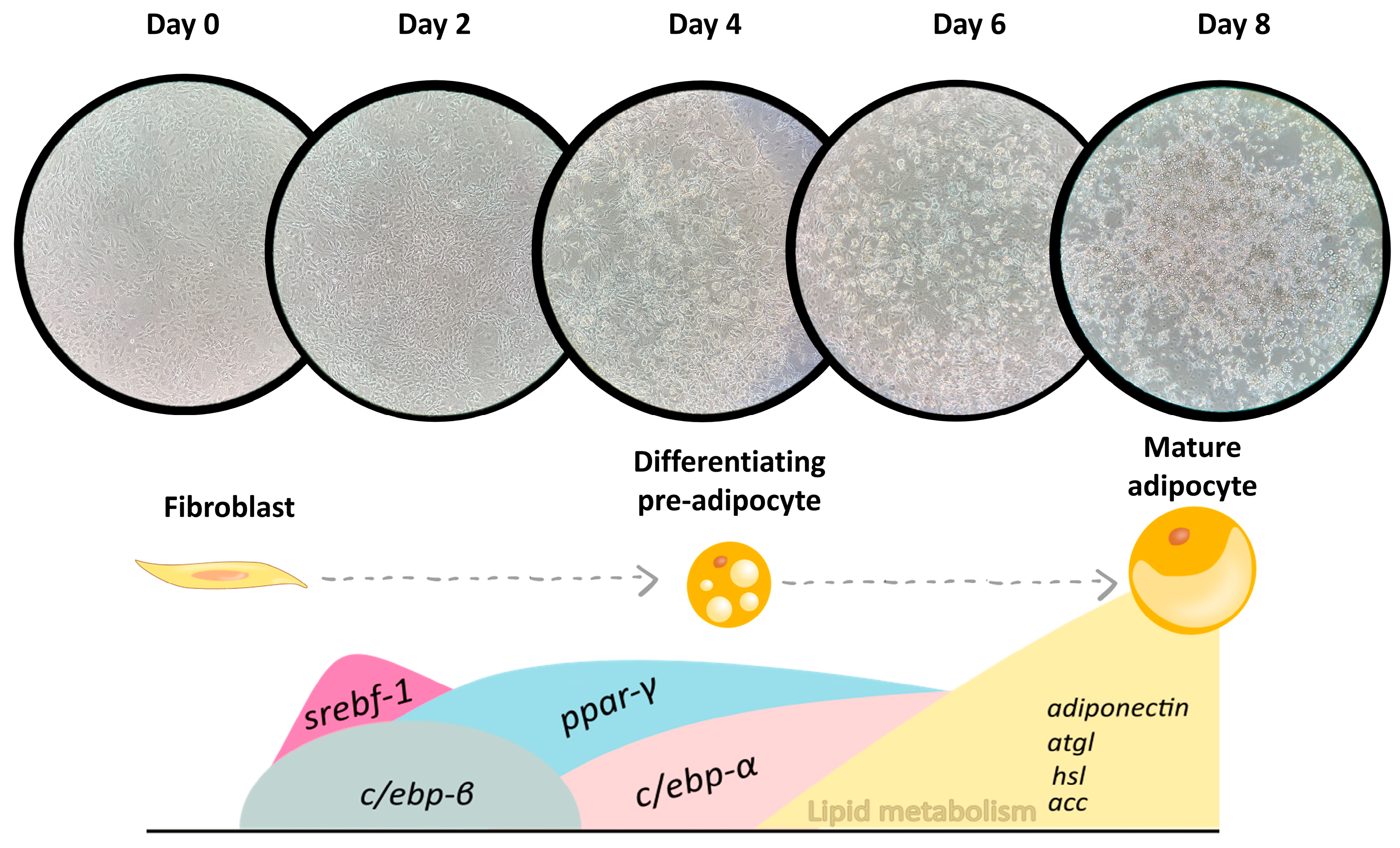 Plants 13 02967 g004