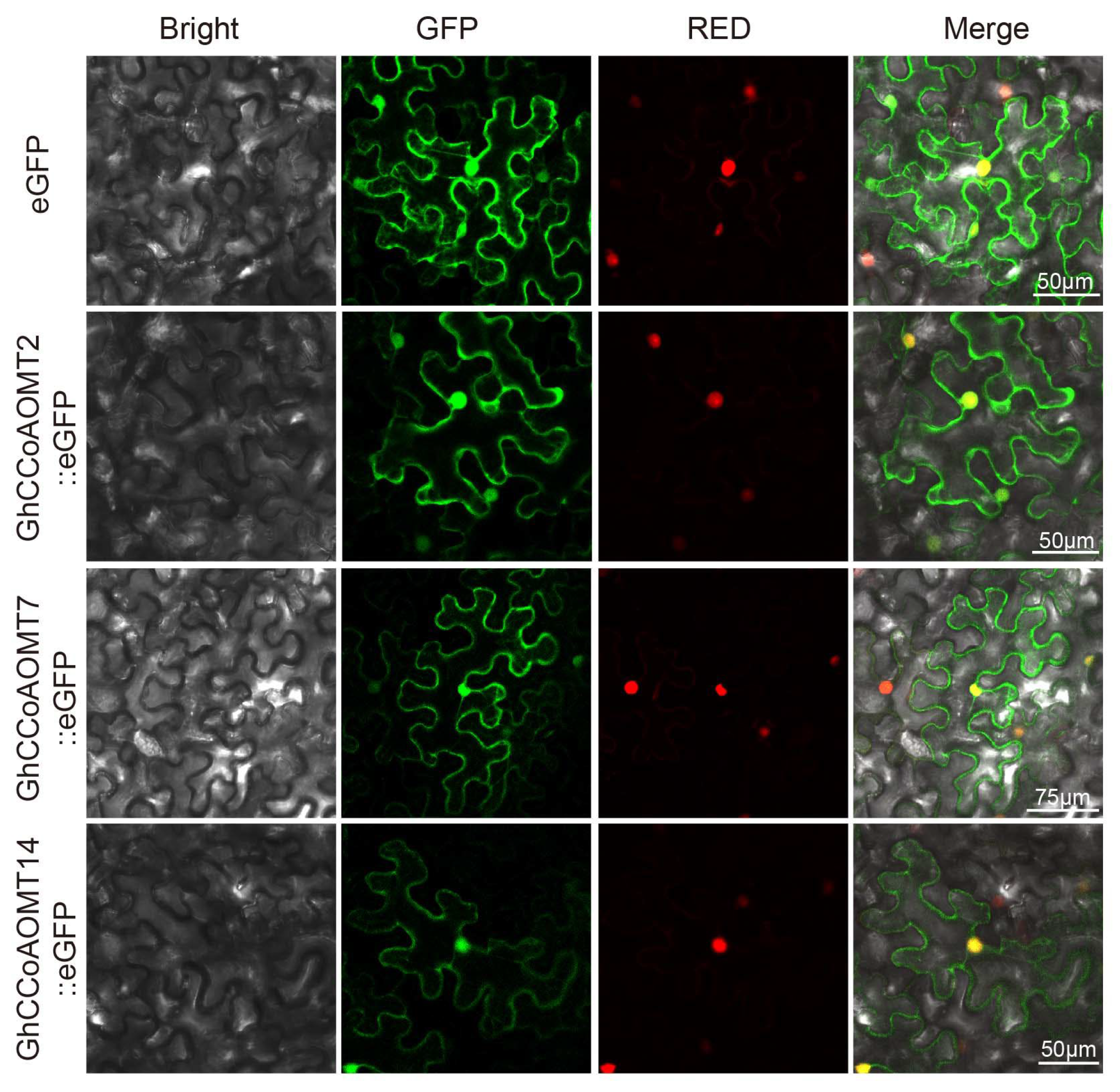 Plants 13 02969 g005