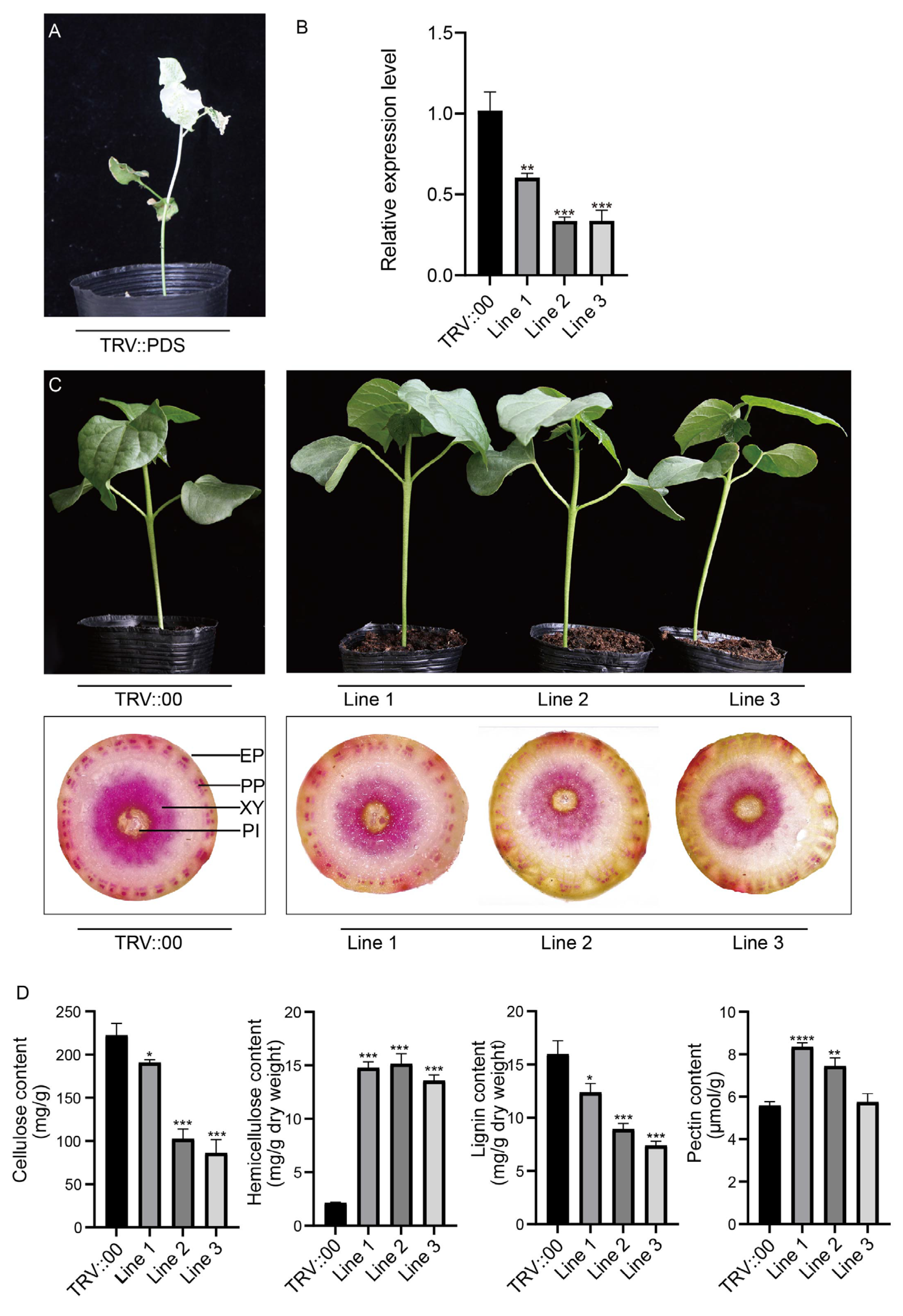 Plants 13 02969 g007