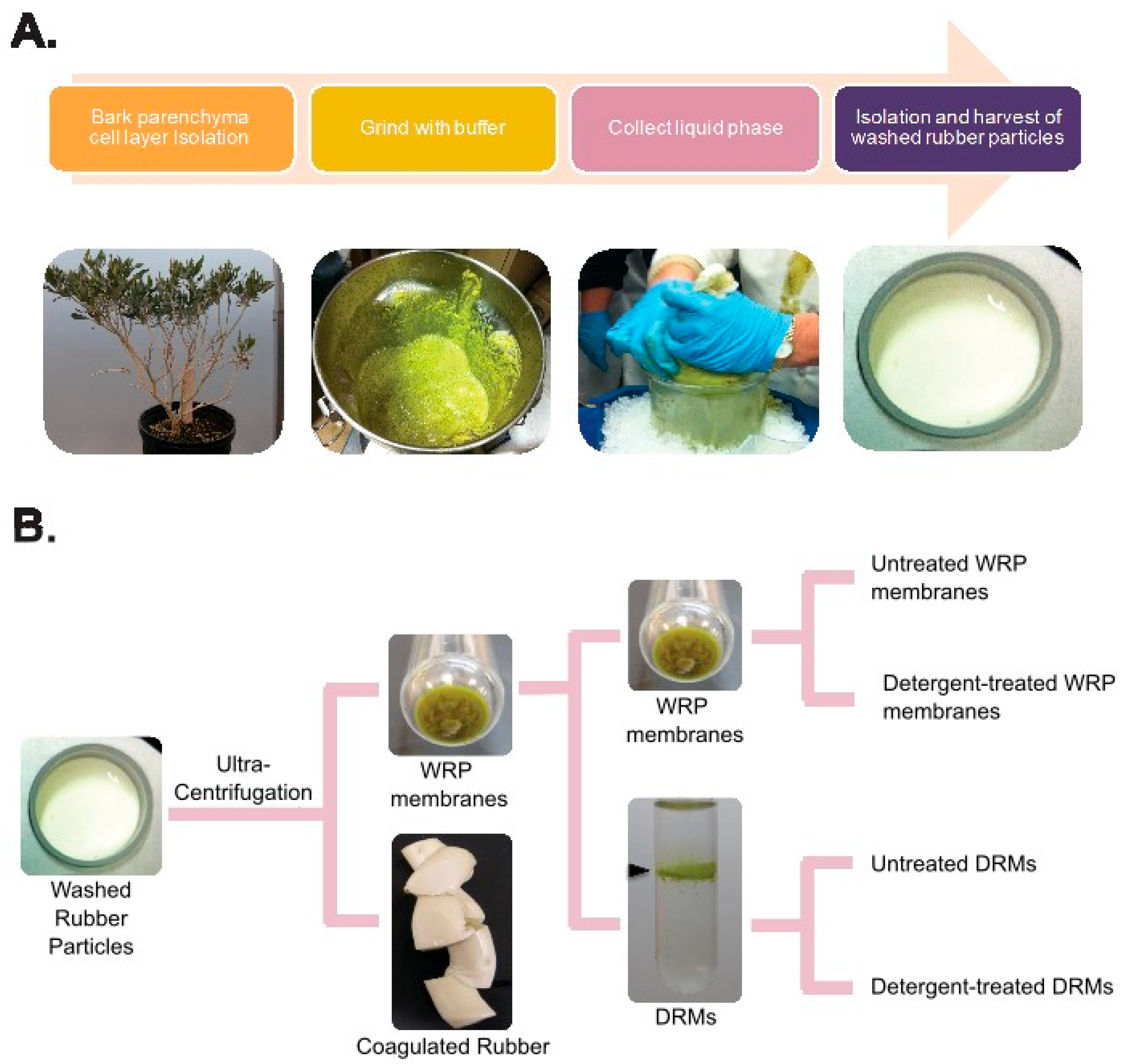 Plants 13 02970 g001