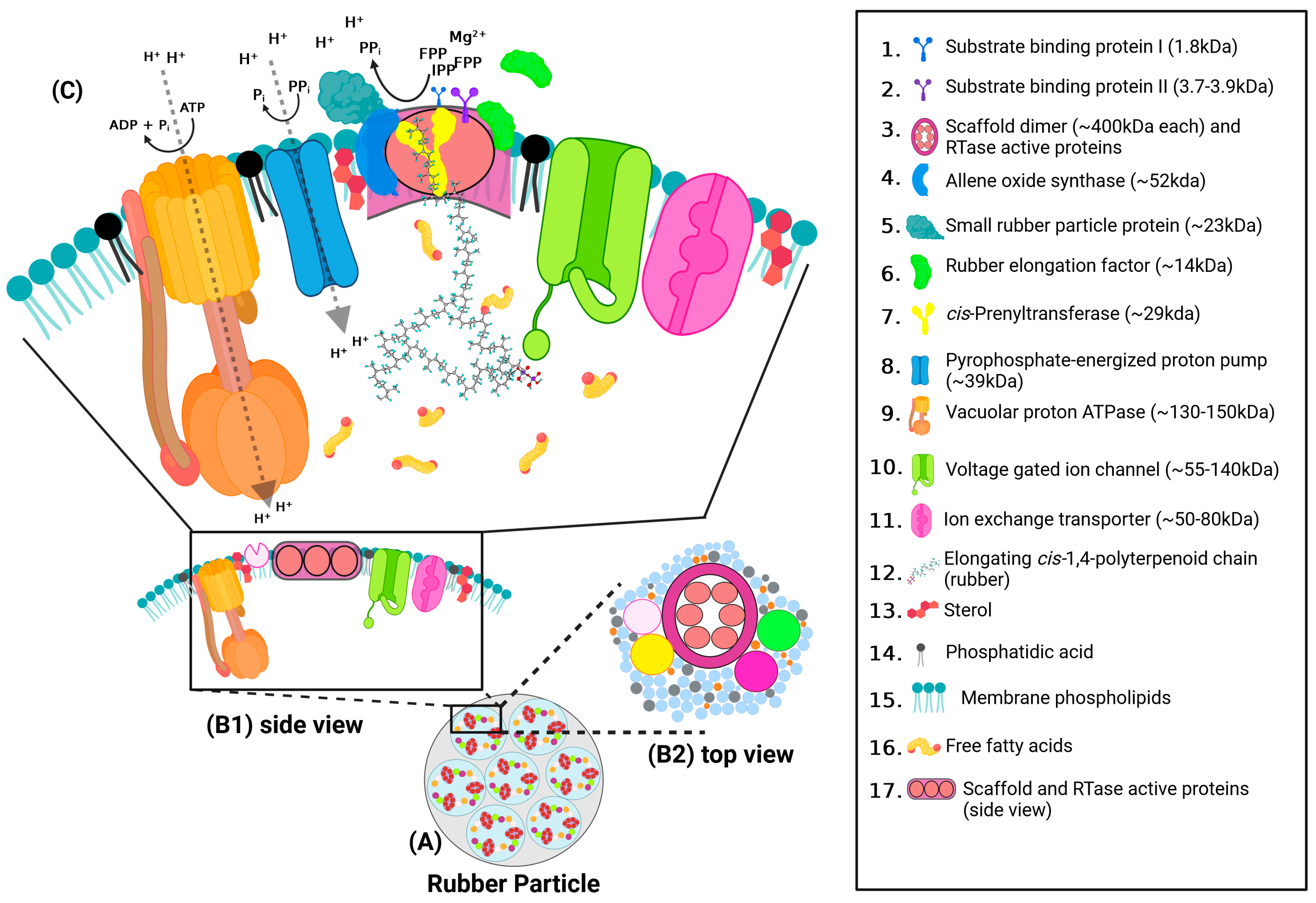 Plants 13 02970 g004