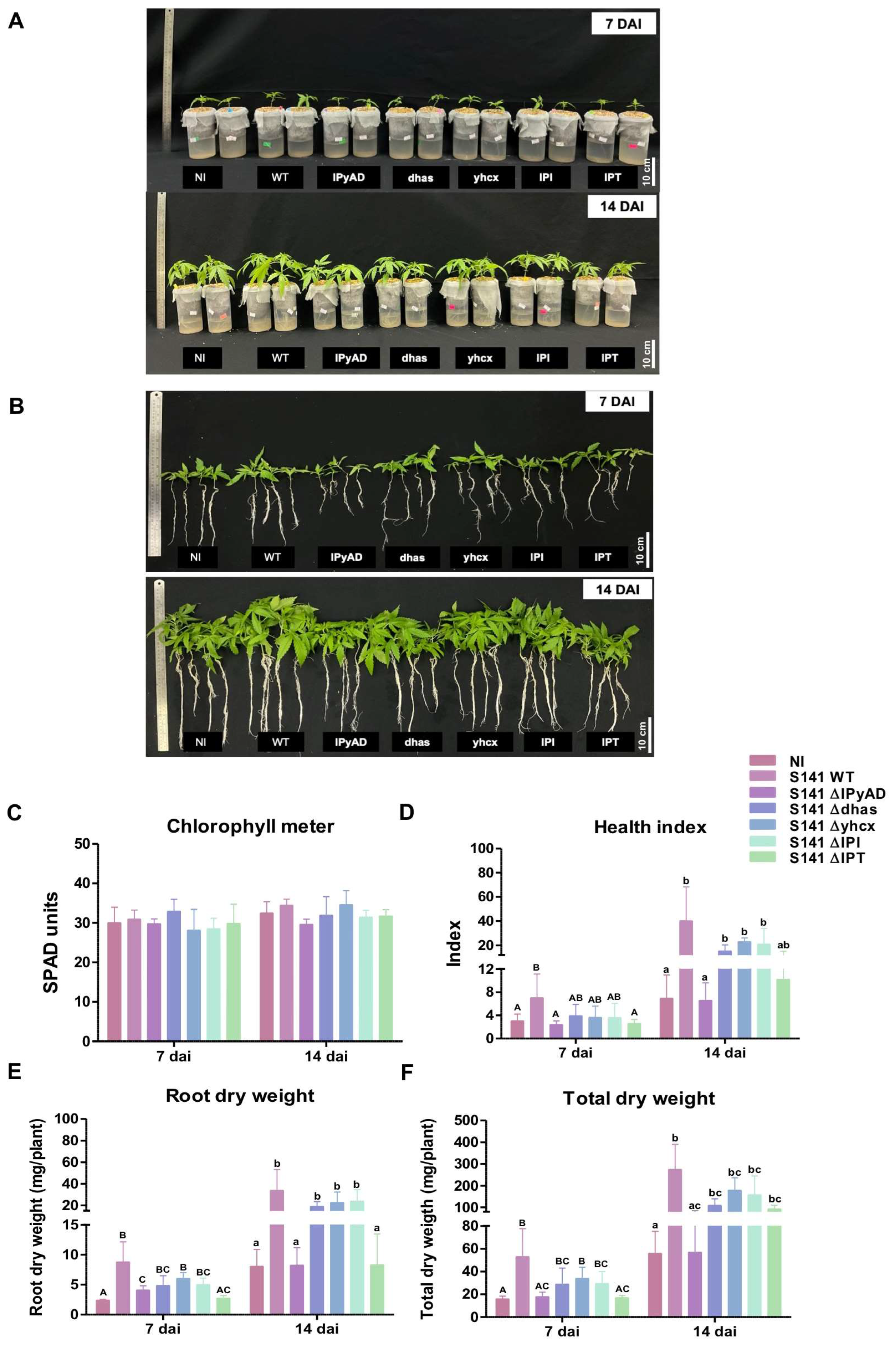 Plants 13 02971 g006