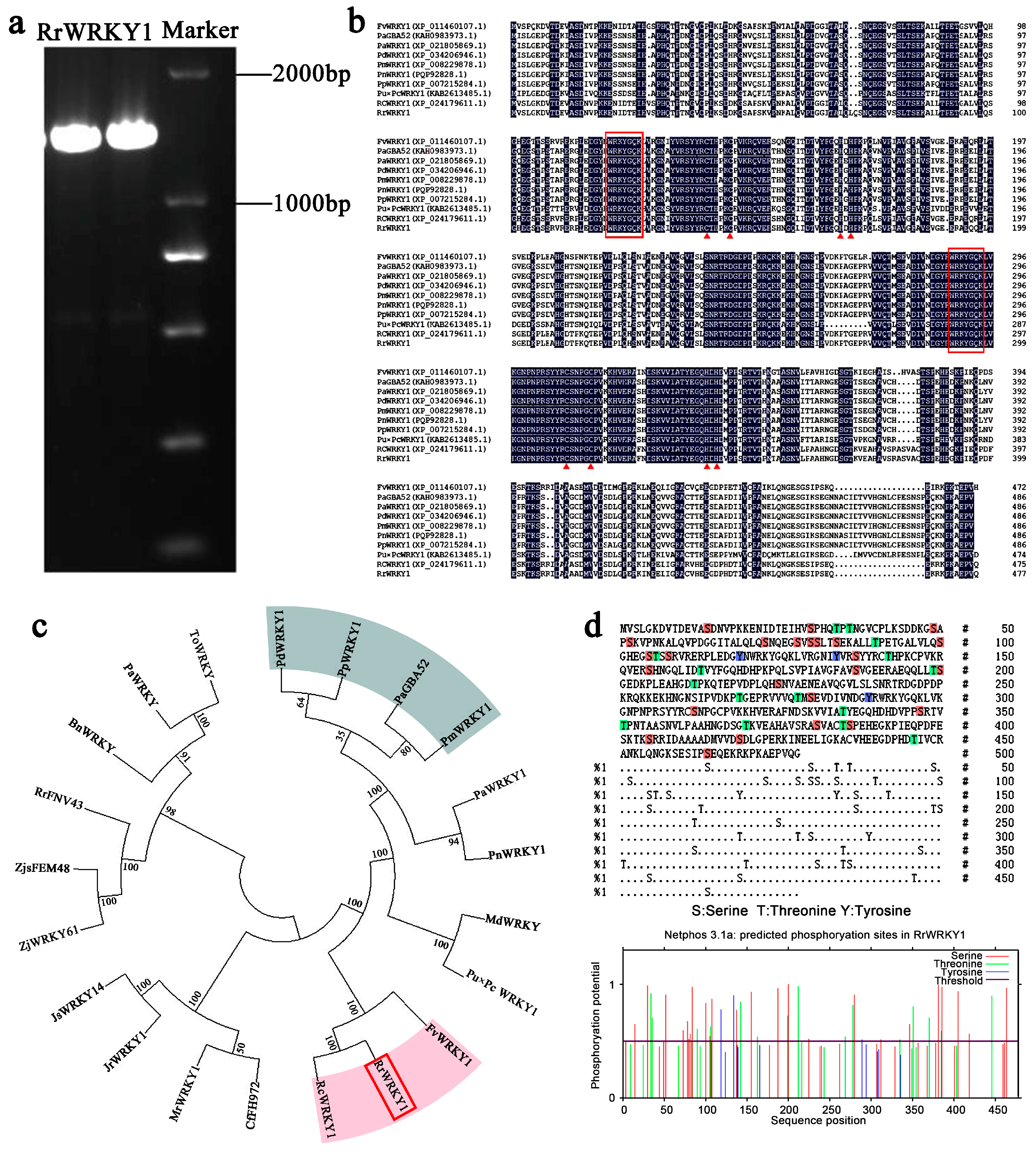 Plants 13 02973 g001