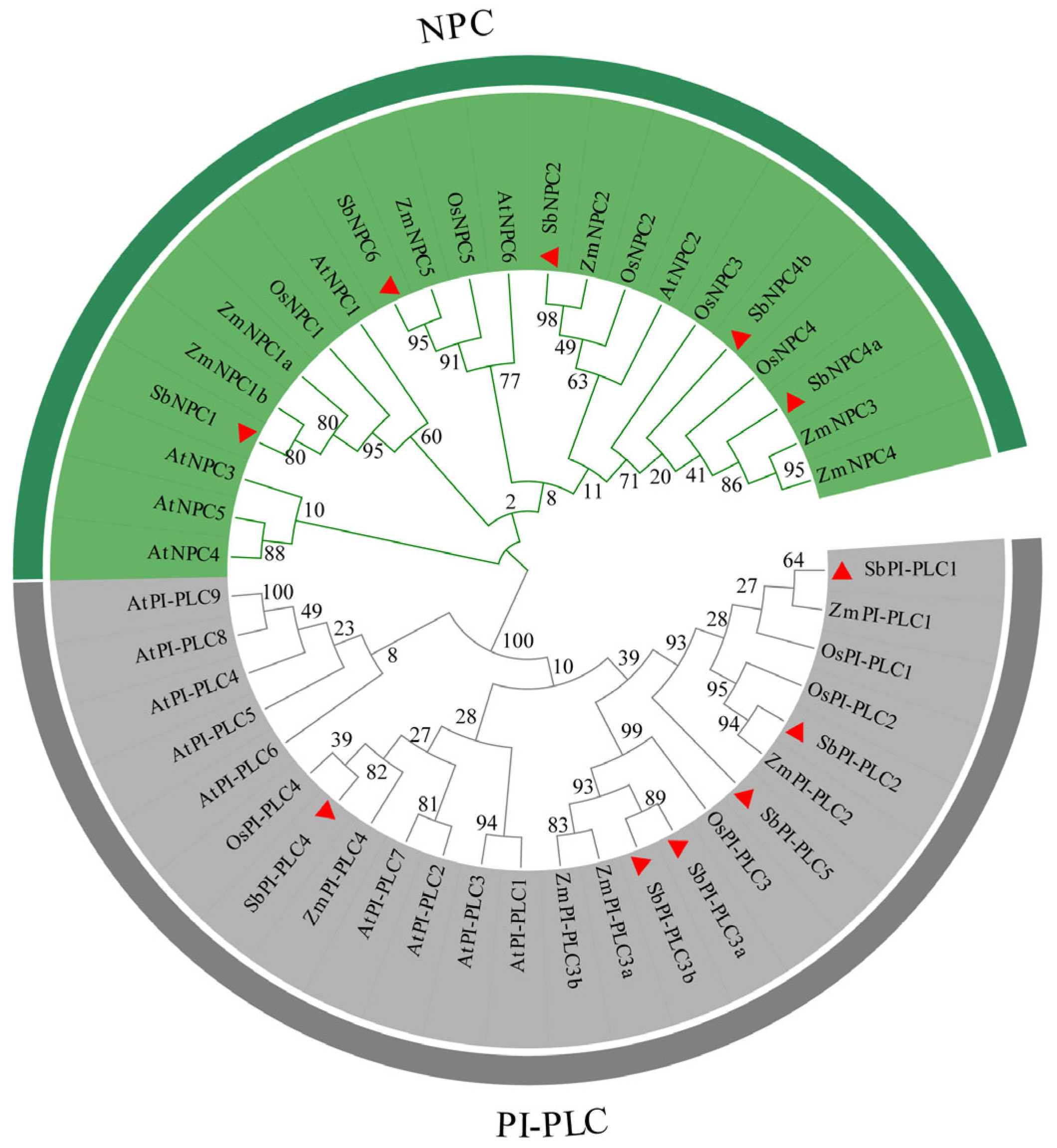 Plants 13 02976 g001