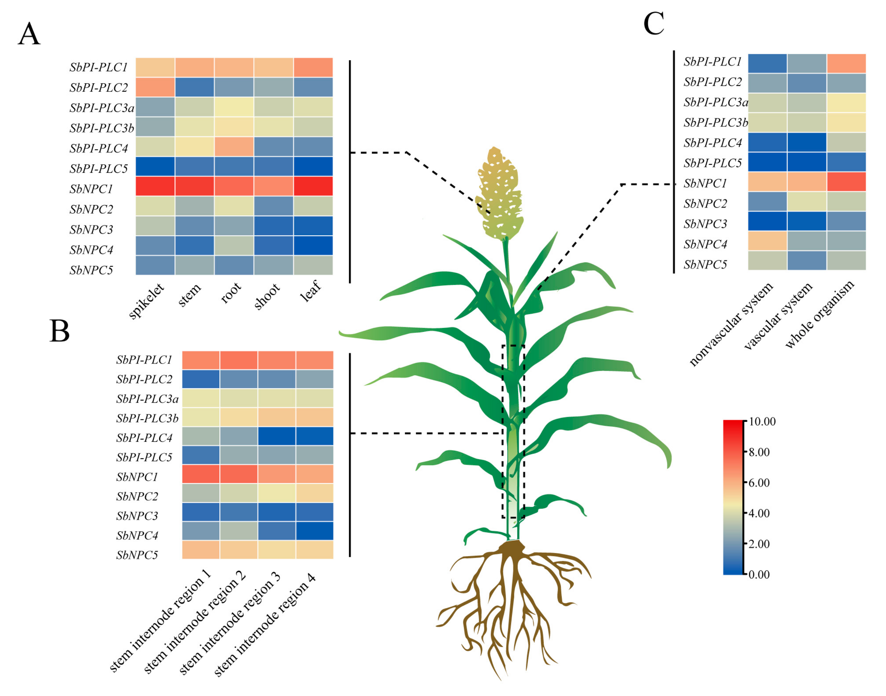 Plants 13 02976 g008
