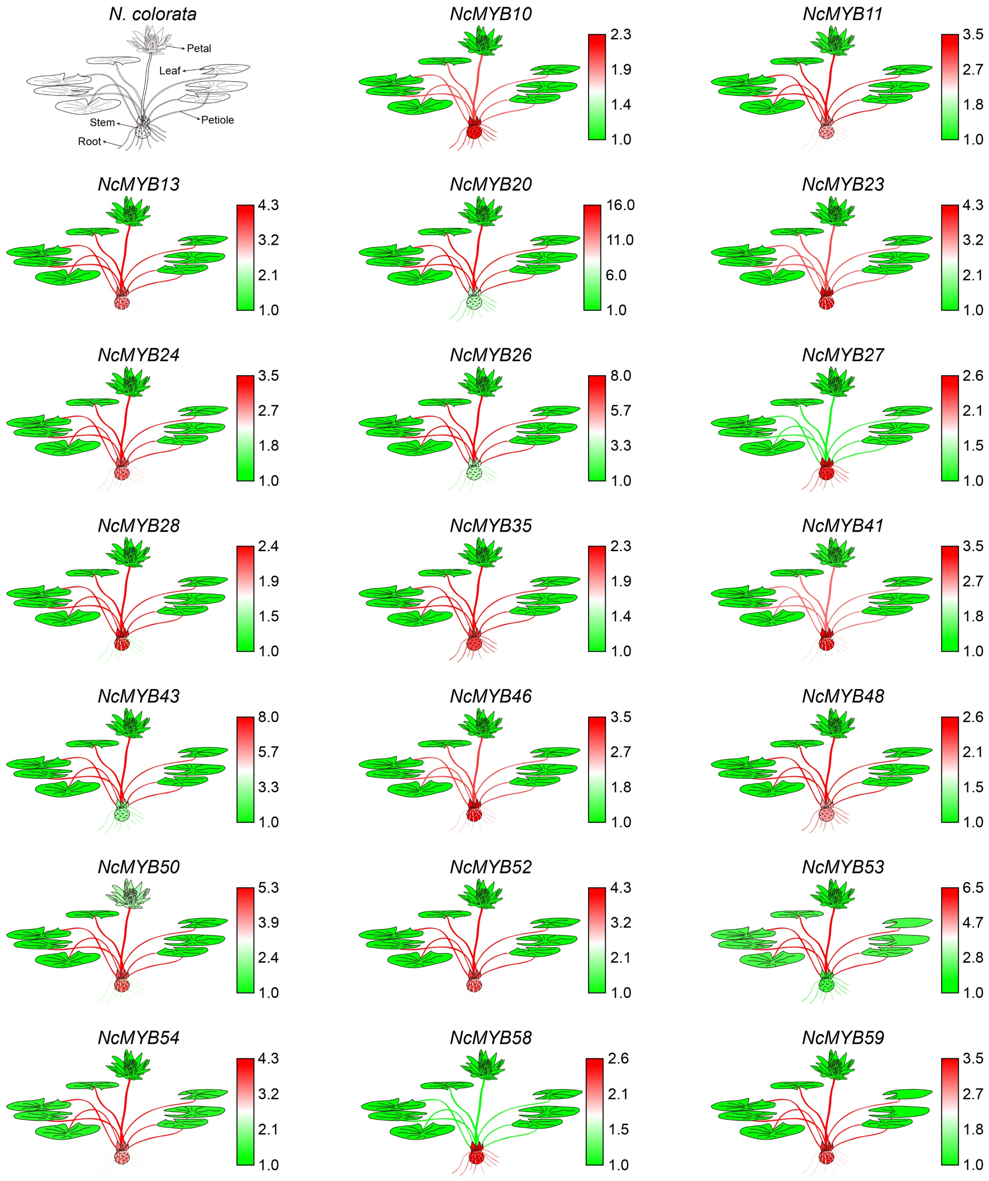 Plants 13 02990 g007