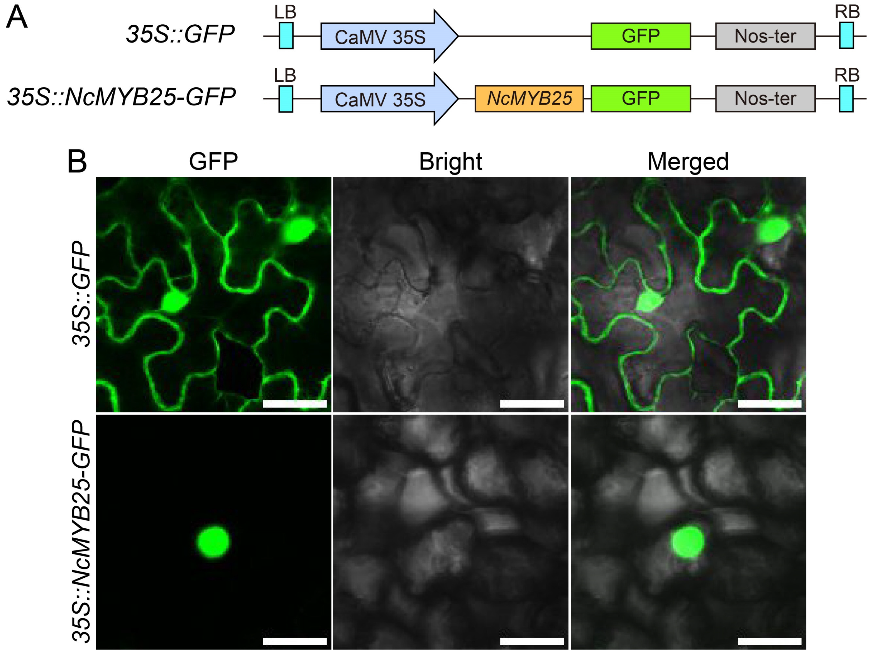 Plants 13 02990 g013