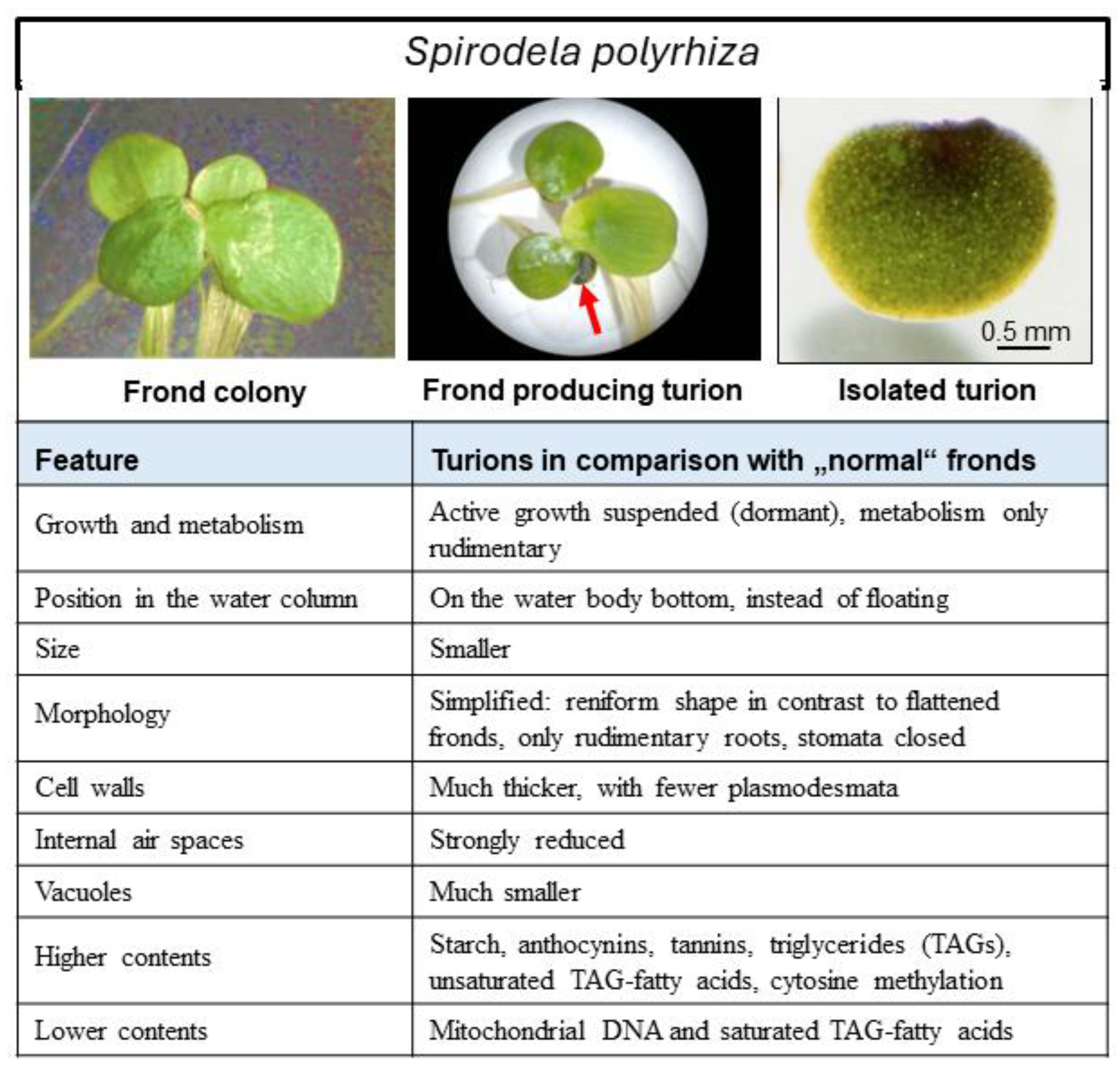 Plants 13 02993 g003