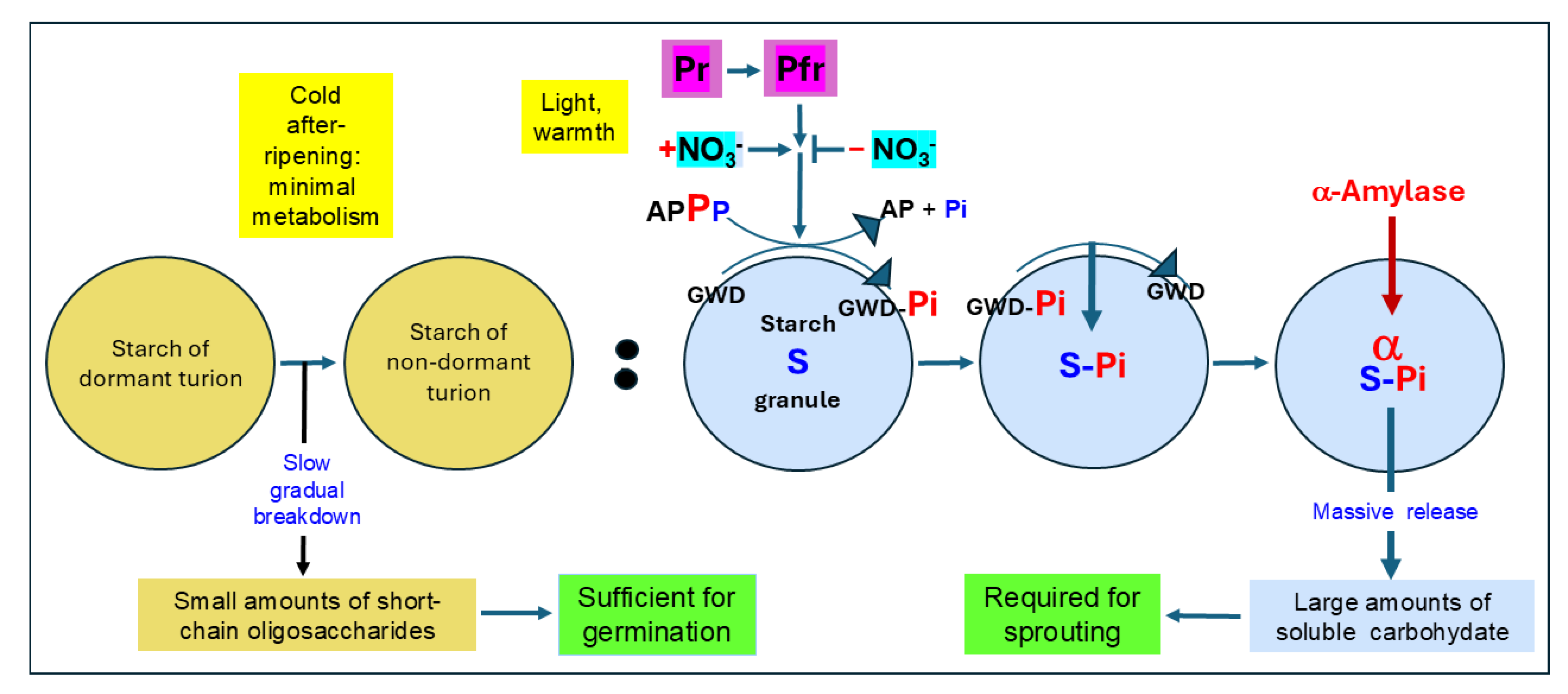 Plants 13 02993 g004