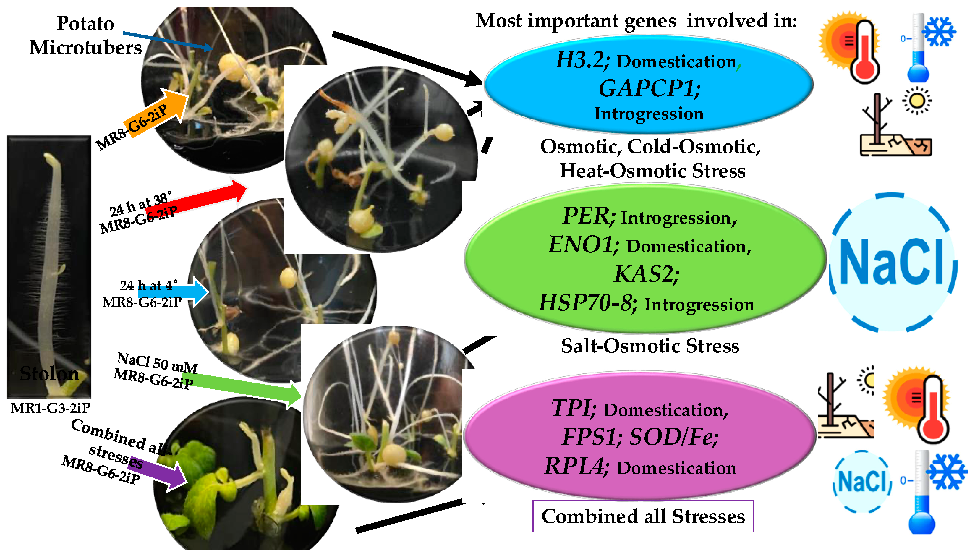 Plants 13 02996 g010