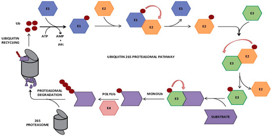 Plants 13 02997 g001