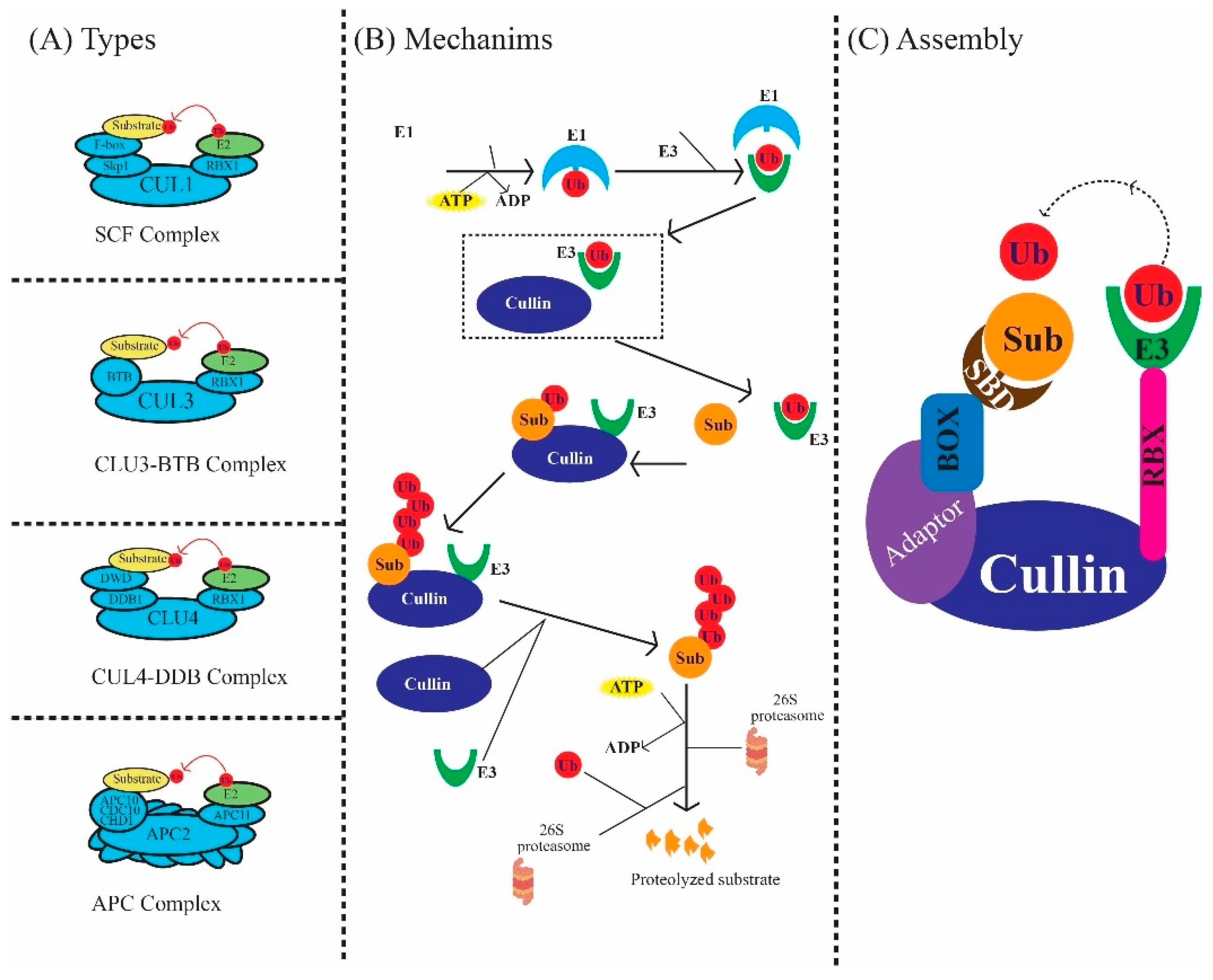 Plants 13 02997 g003