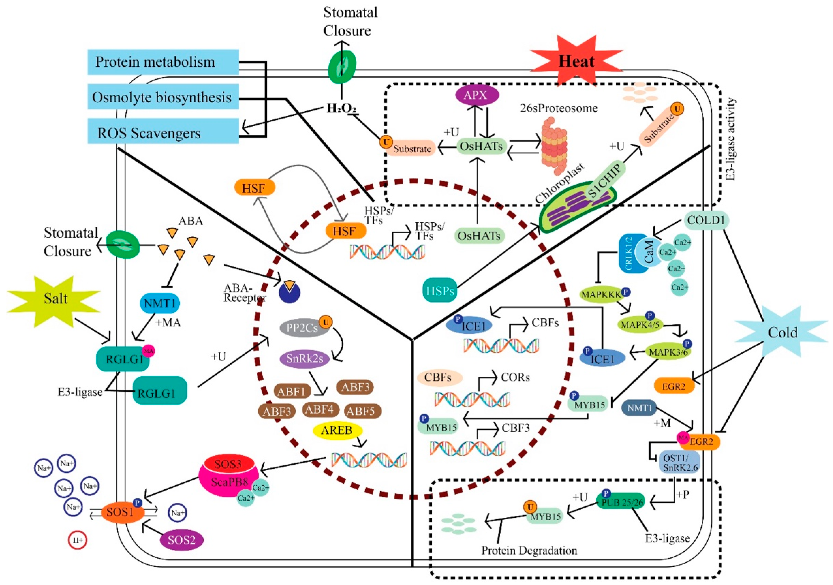 Plants 13 02997 g004