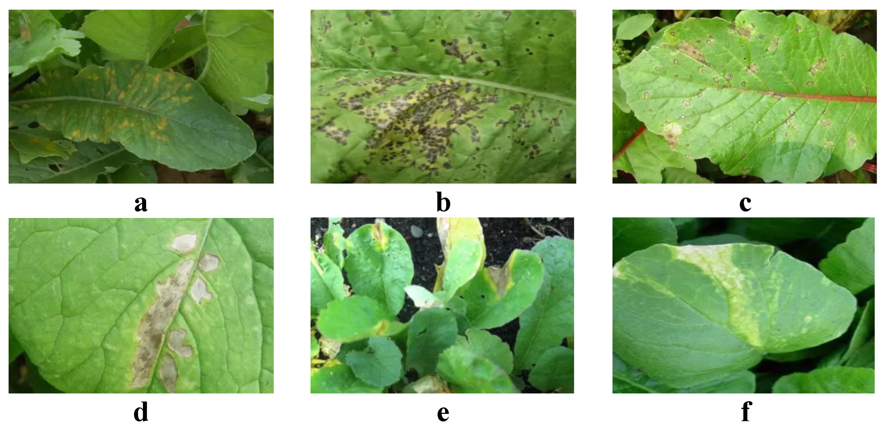 Plants 13 03001 g001