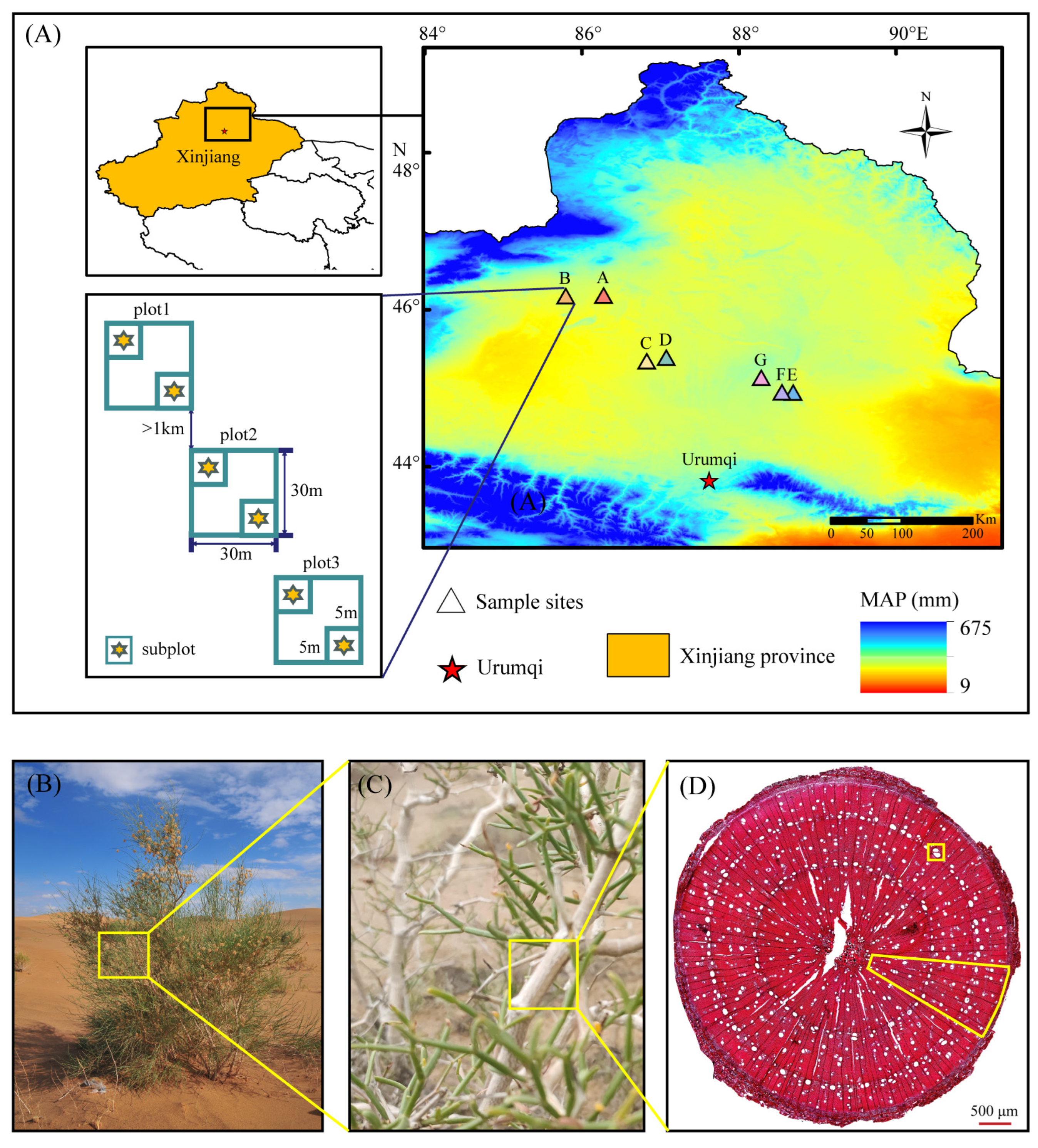 Plants 13 03005 g001