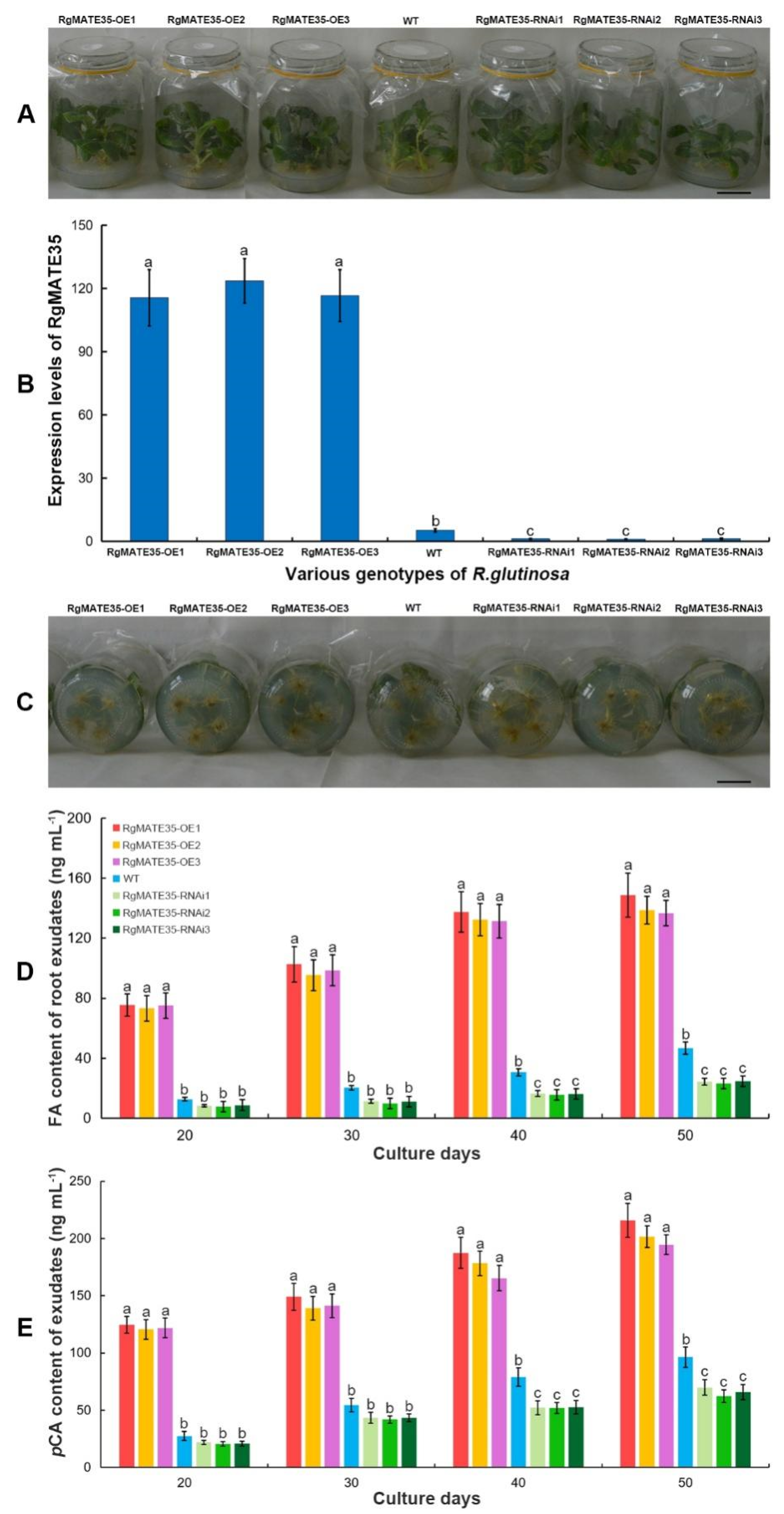 Plants 13 03007 g003