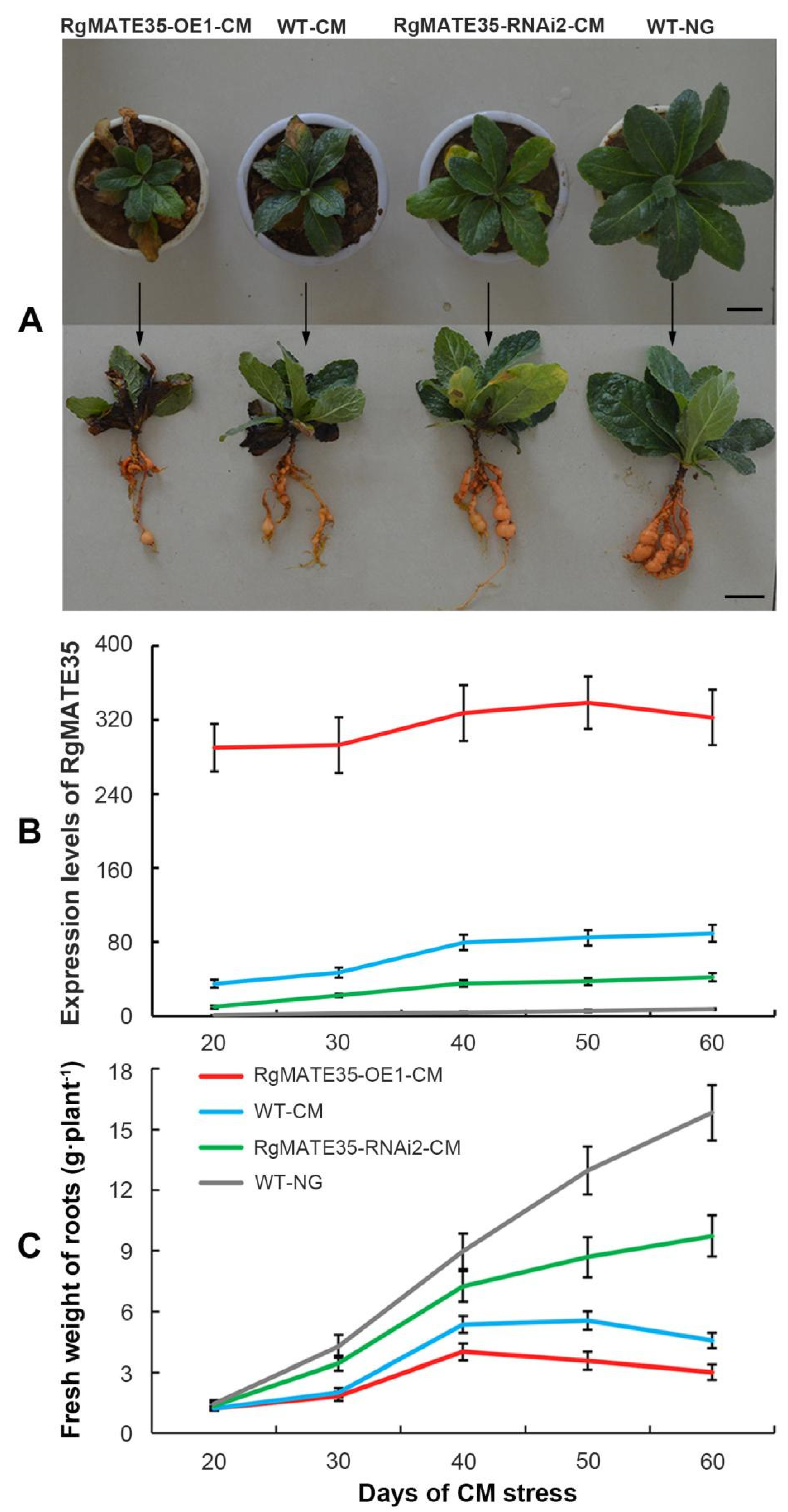 Plants 13 03007 g004