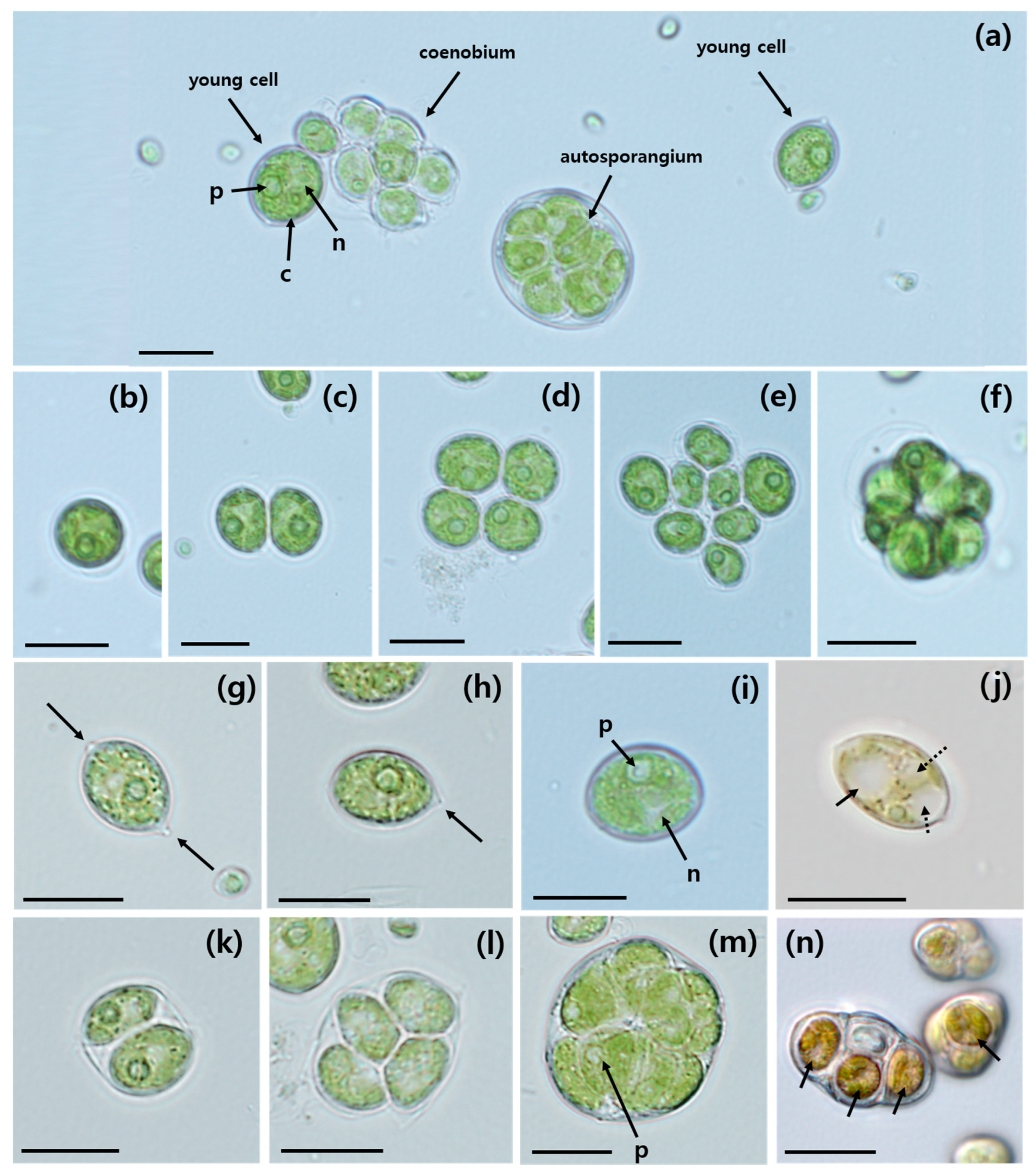 Plants 13 03008 g001
