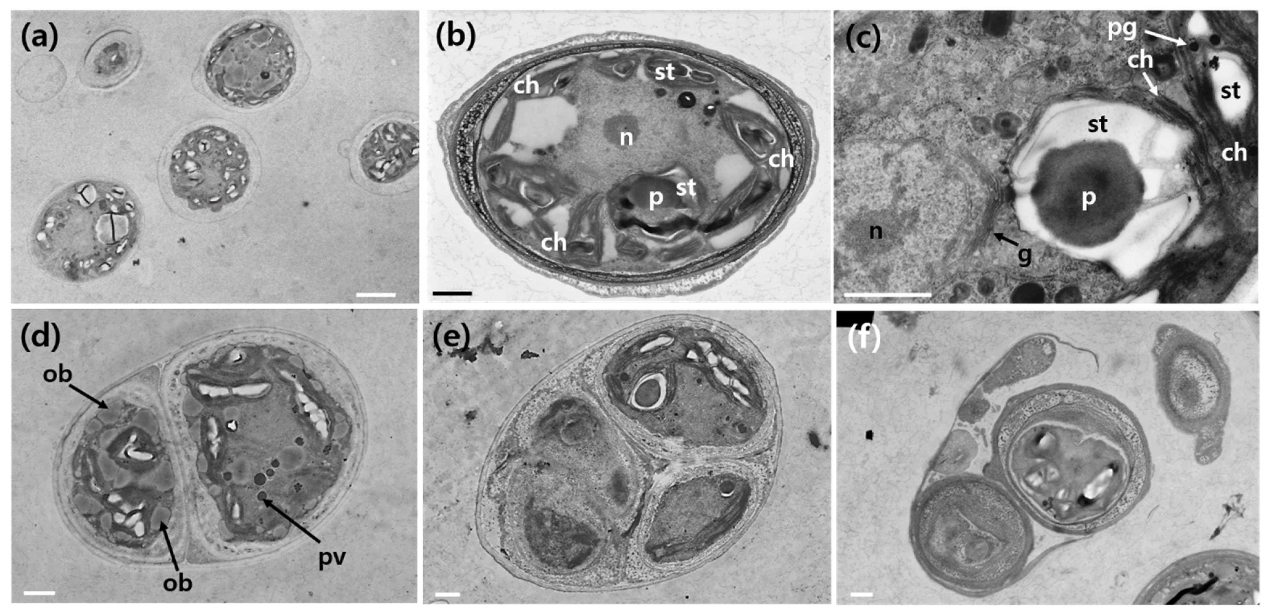 Plants 13 03008 g003