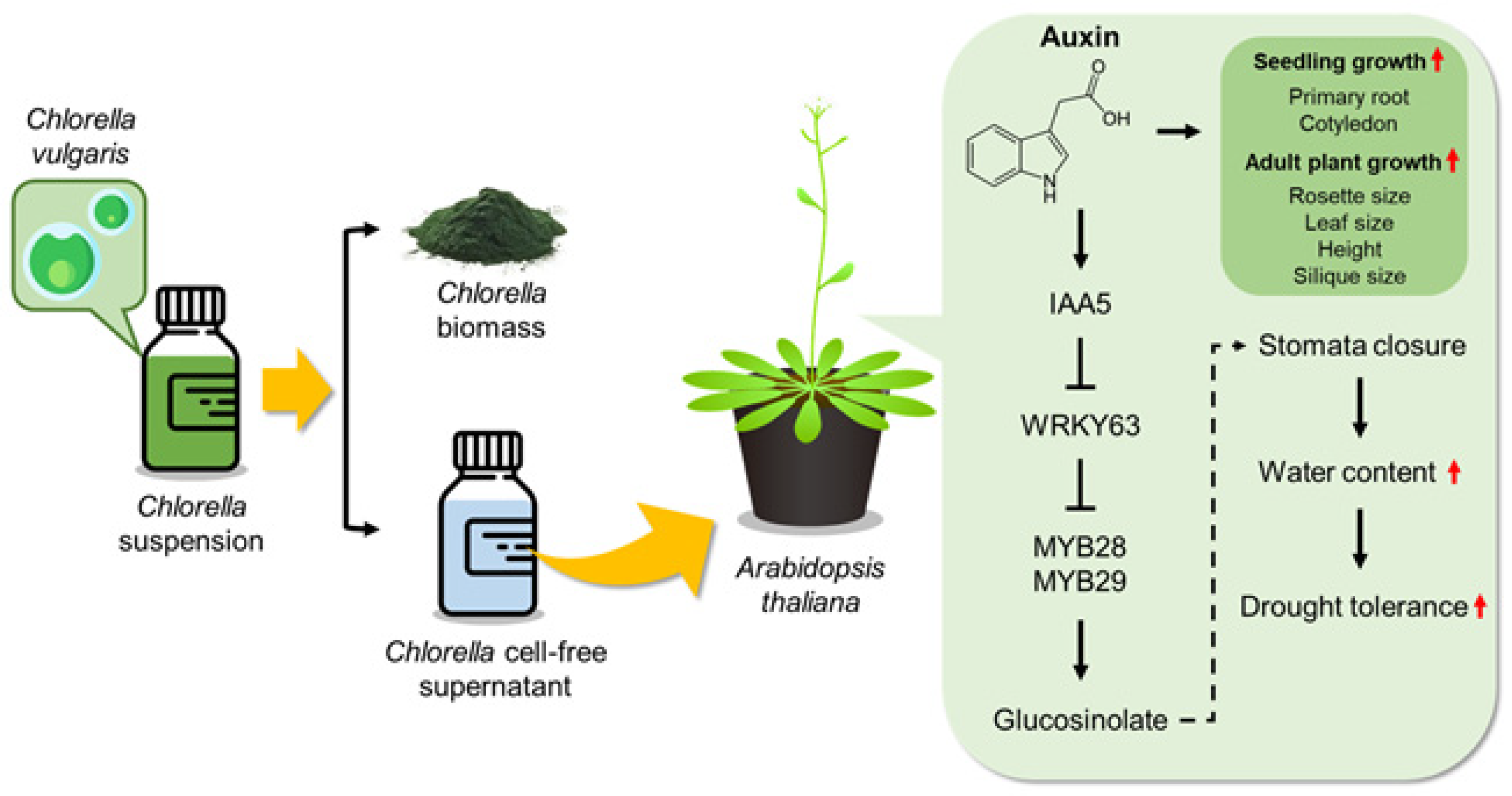 Plants 13 03012 g008