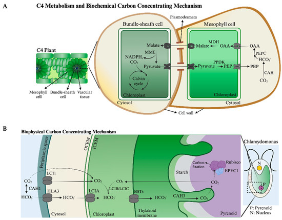 Plants 13 03015 g003a