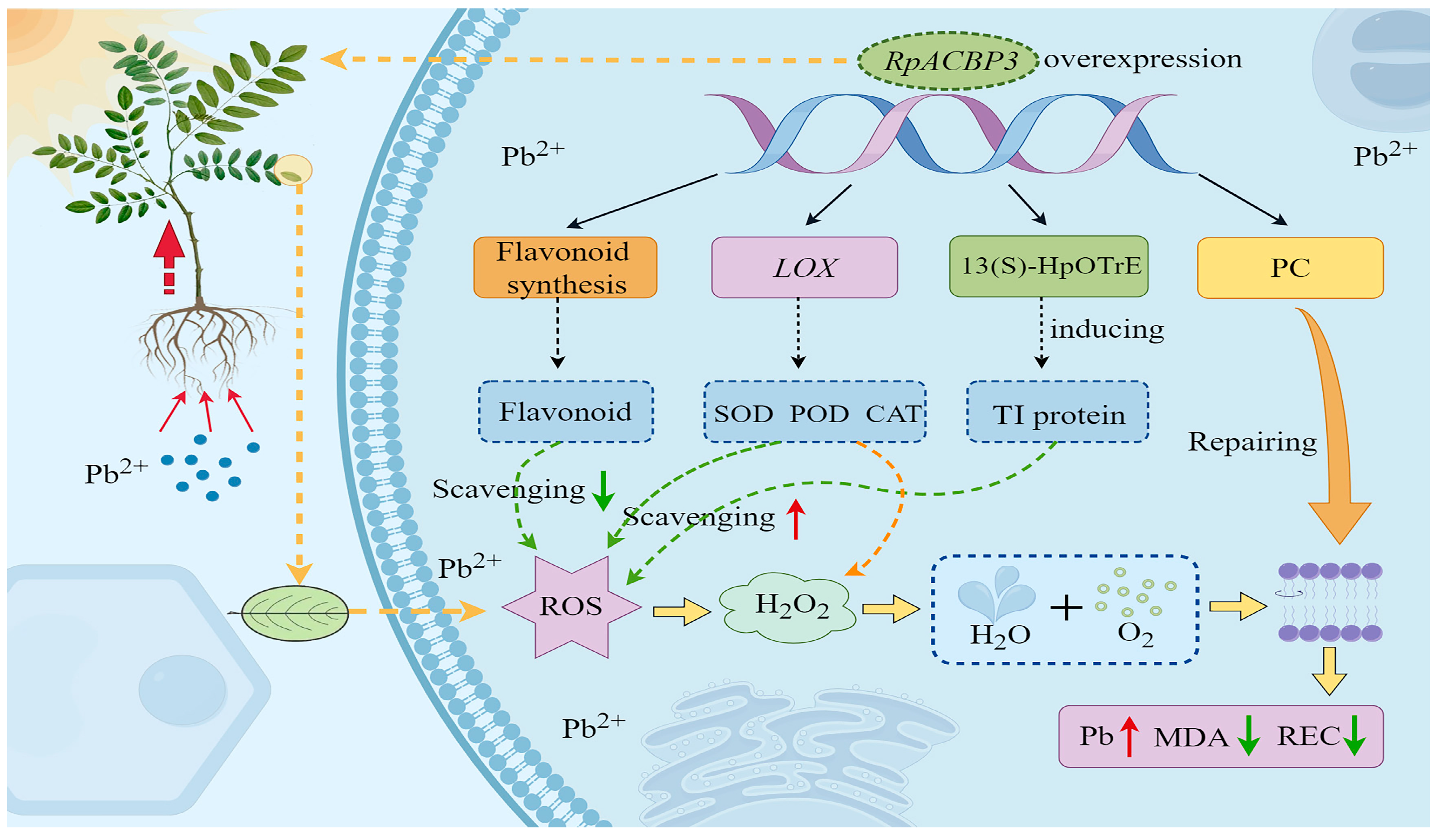 Plants 13 03017 g012