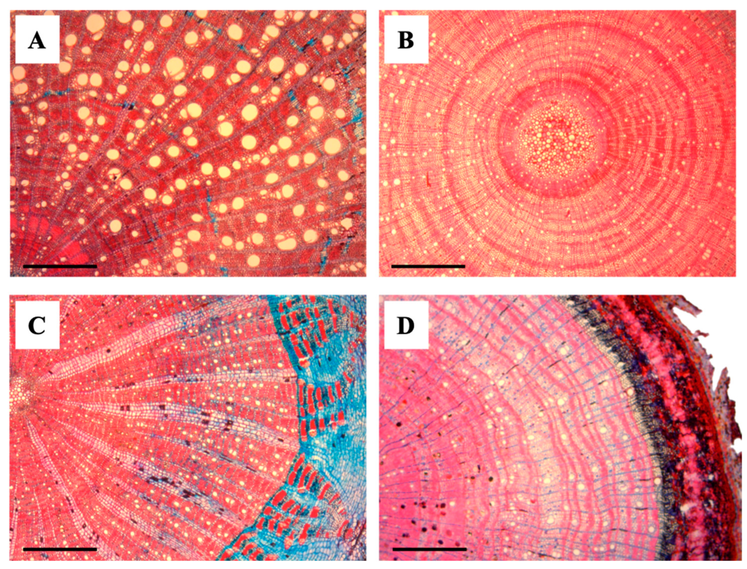 Plants 13 03023 g003