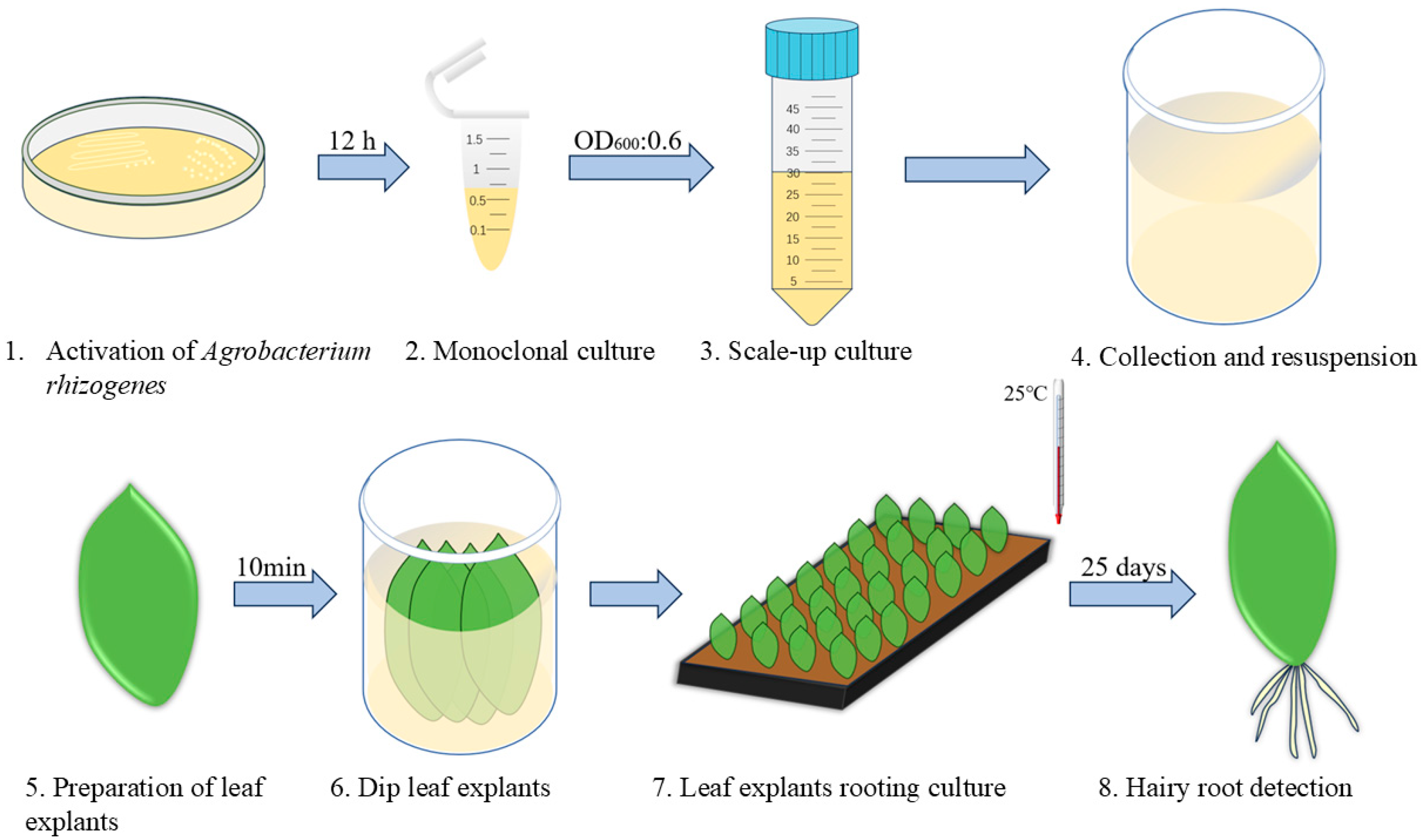 Plants 13 03024 g003