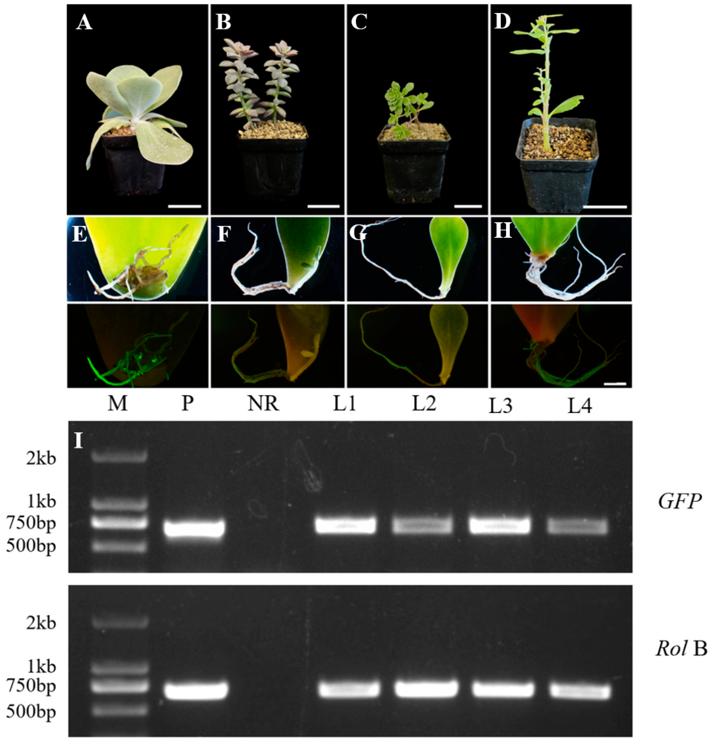 Plants 13 03024 g004