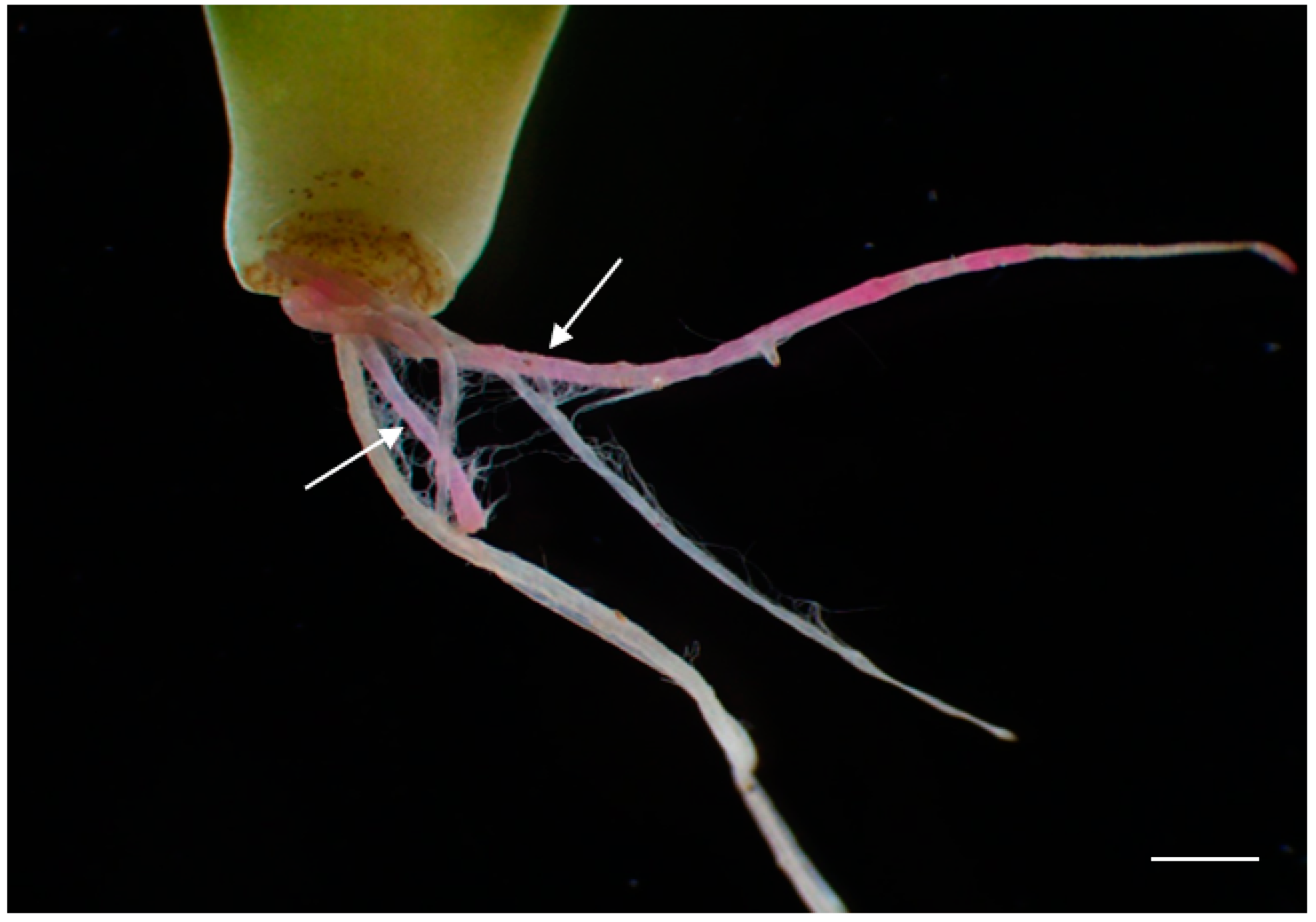 Plants 13 03024 g005