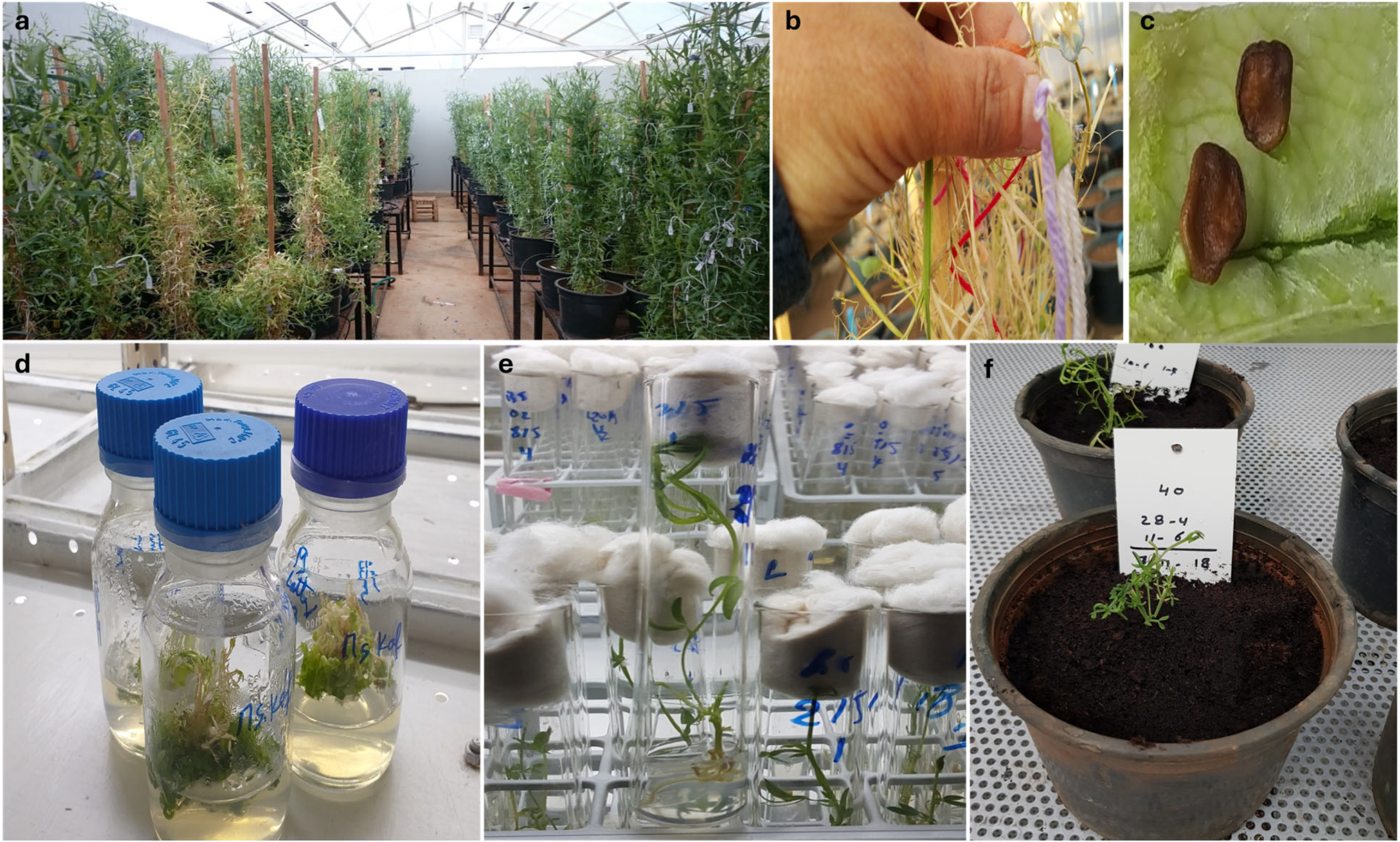 Plants 13 03028 g001