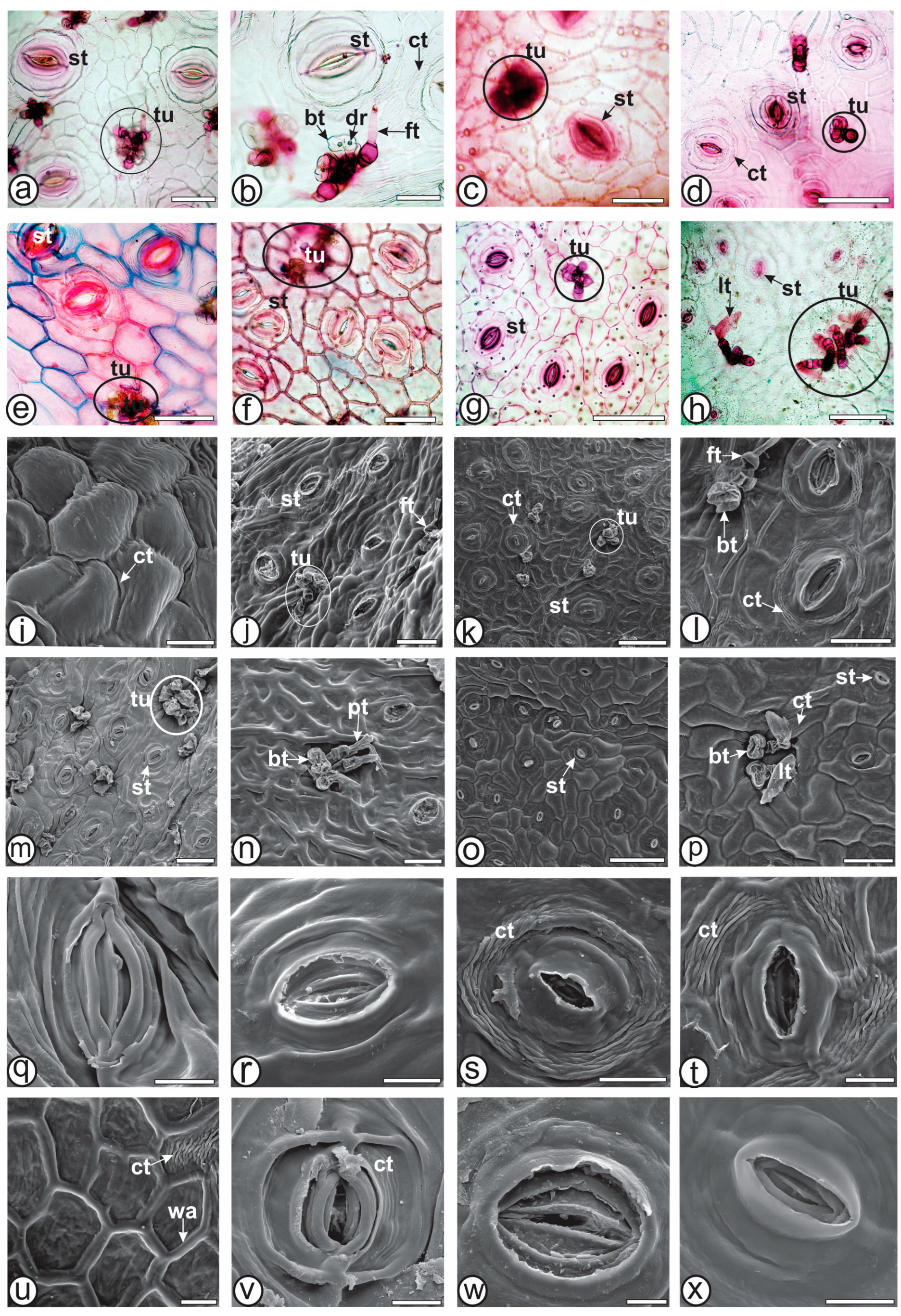 Plants 13 03030 g002