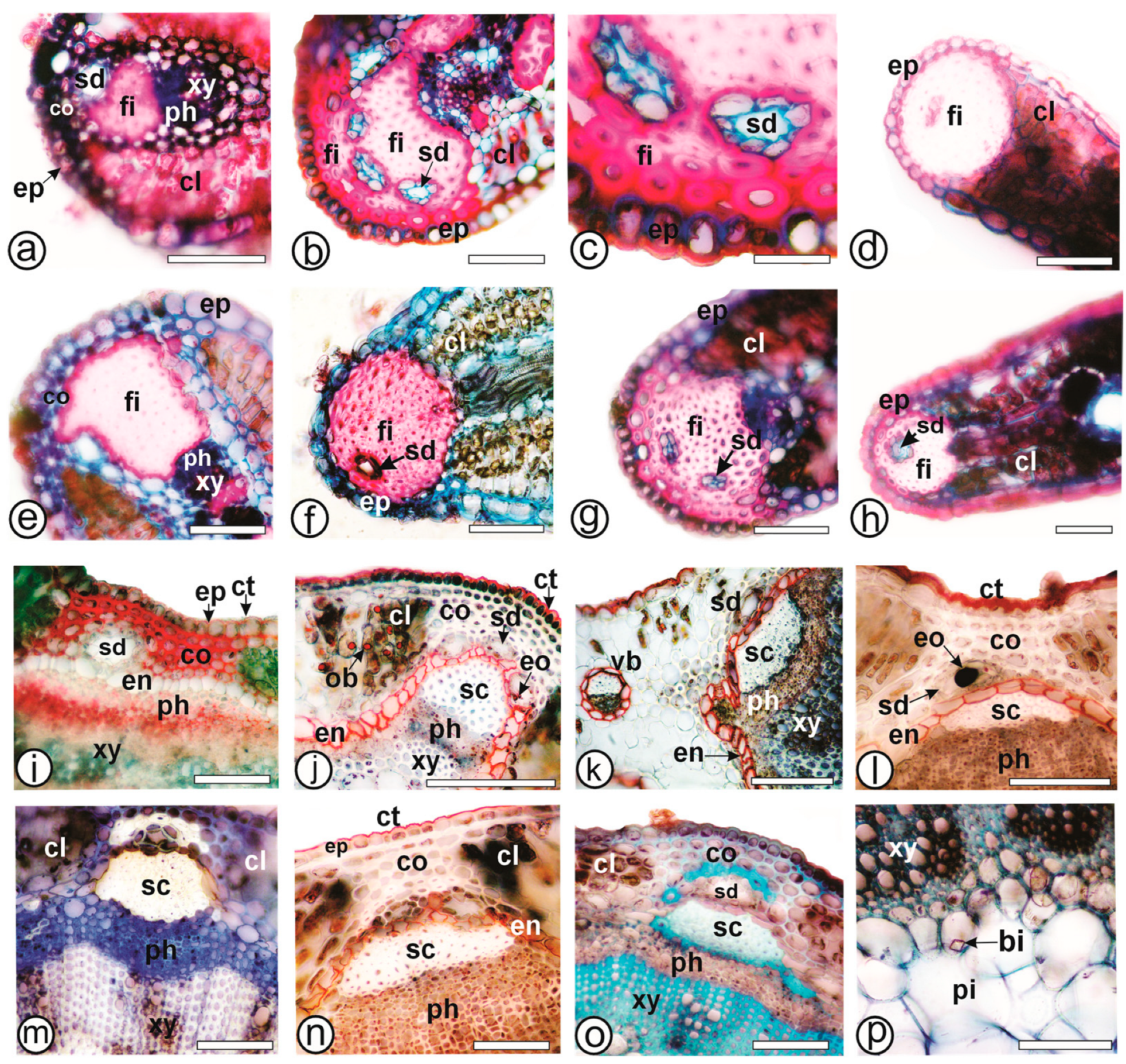 Plants 13 03030 g004