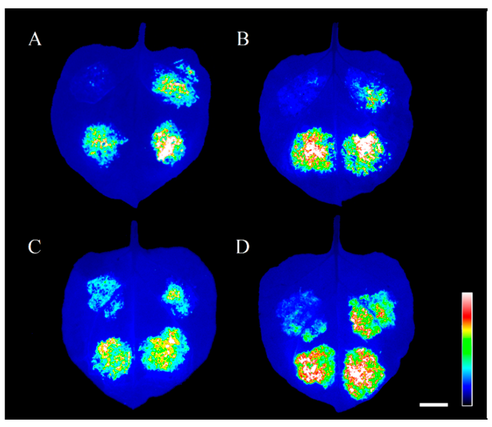 Plants 13 03033 g006